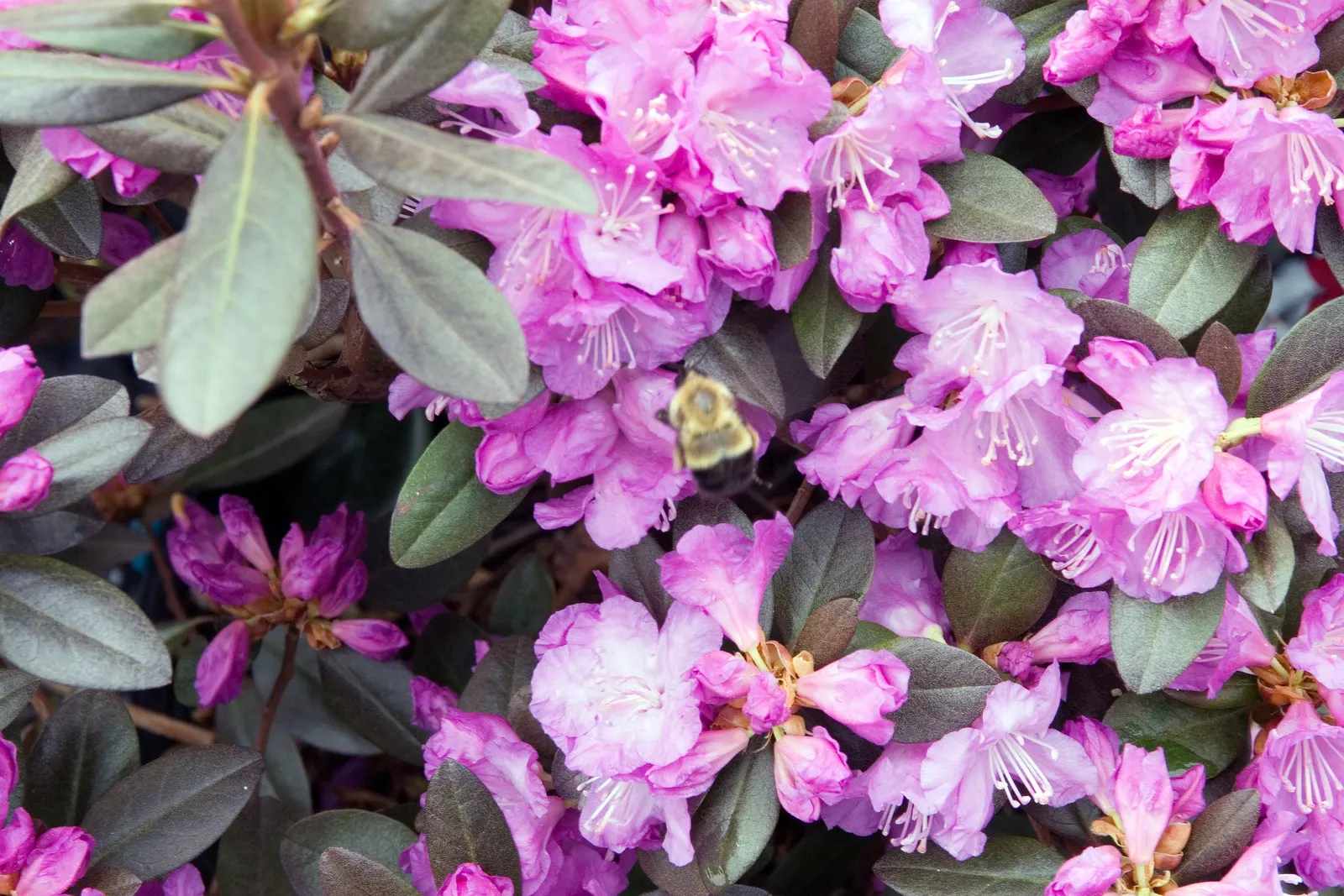 Pjm Rhododendron (Rhododendron 'Pjm') — Its small, leathery leaves take on a purple hue in winter; the PJM Rhododendron thrives in USDA Hardiness Zones 4
