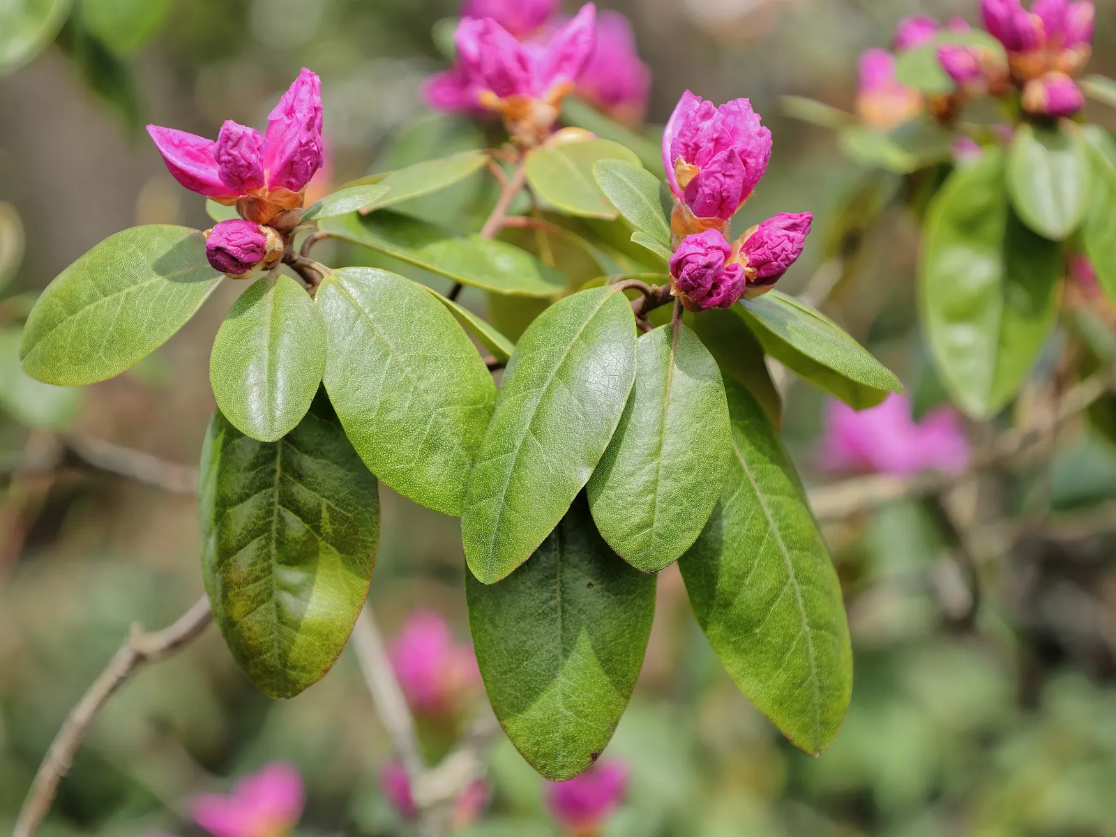 Pjm Rhododendron (Rhododendron 'Pjm') — or as a standout specimen plant.<br><br>Appreciated for its adaptability
