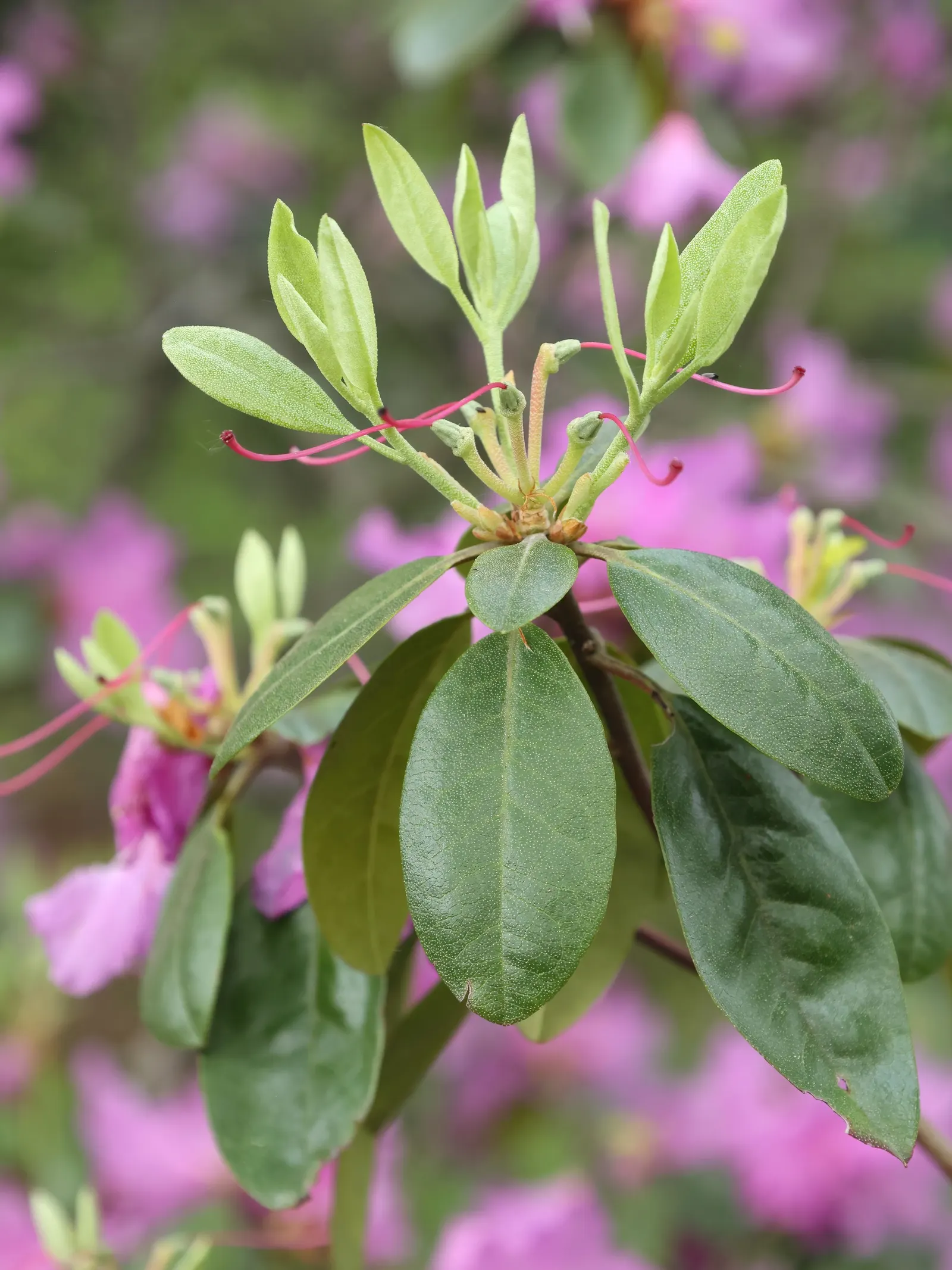 Pjm Rhododendron (Rhododendron 'Pjm') — Exceptionally disease resistant, it's a low-maintenance choice for year-round interest