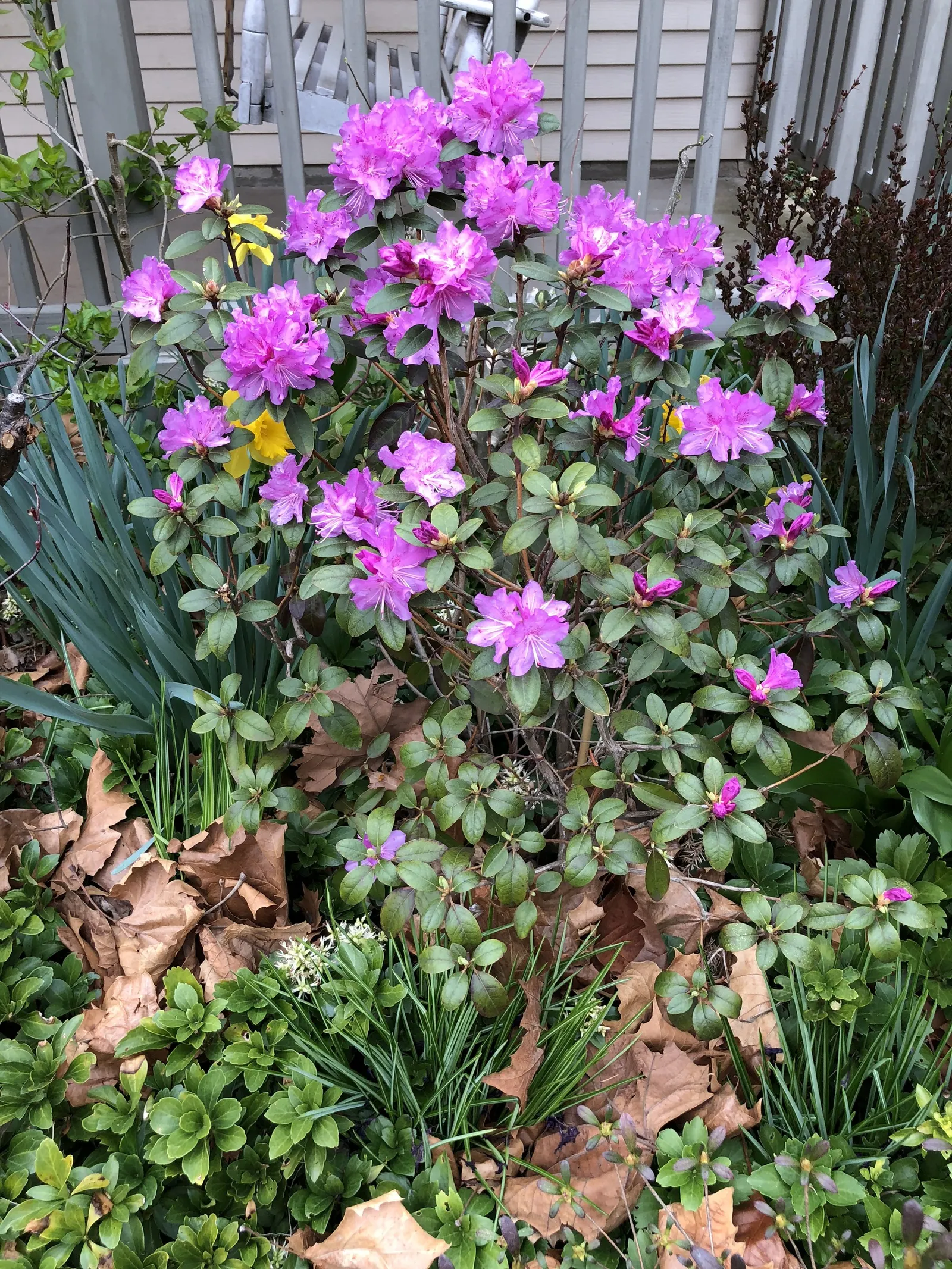 Pjm Rhododendron (Rhododendron 'Pjm') — Regular mulching helps conserve moisture and regulate soil temperatures