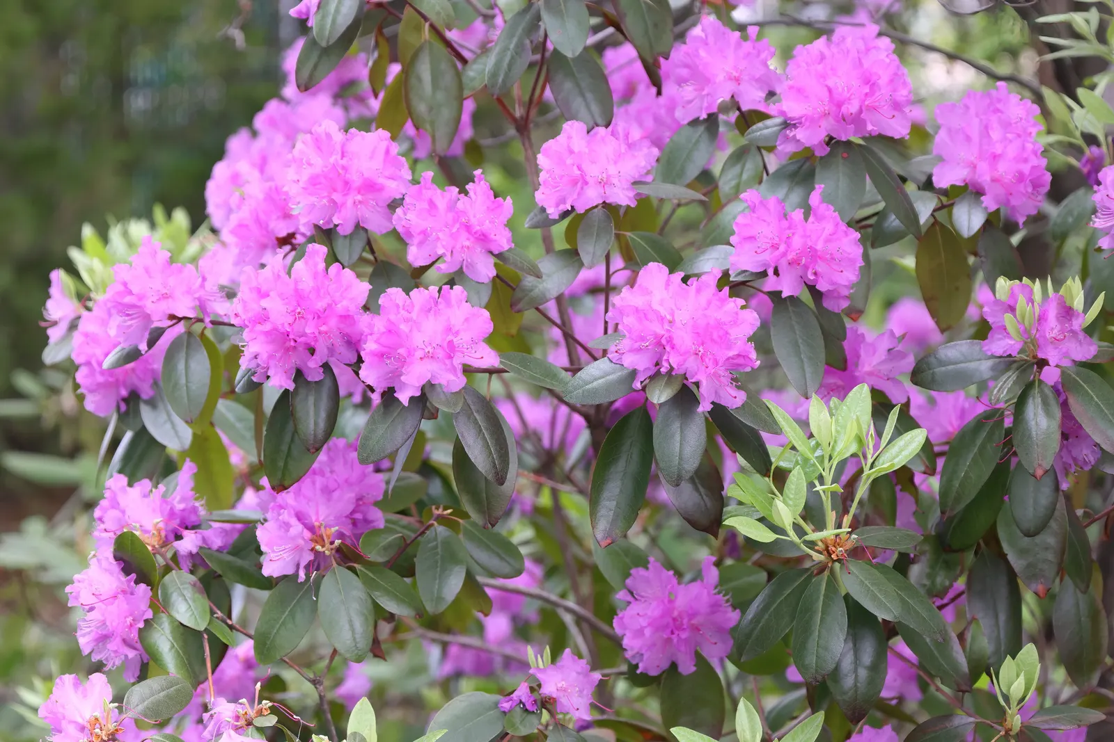 Pjm Rhododendron (Rhododendron 'Pjm') — Spring brings vibrant lavender-pink blooms that contrast beautifully with the dark green foliage; avoiding overly wet