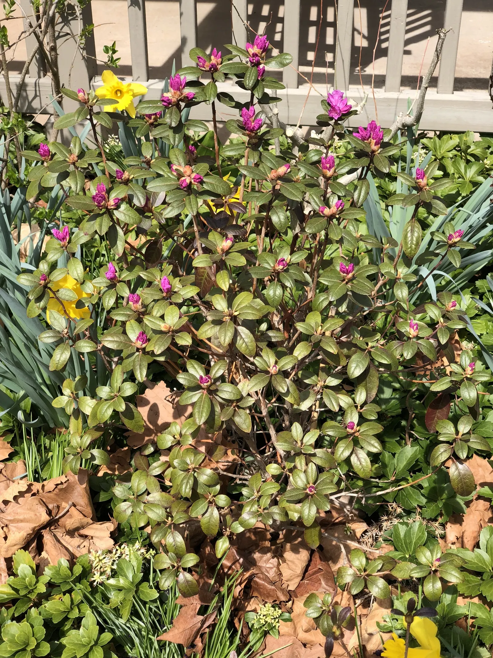 Pjm Rhododendron (Rhododendron 'Pjm') — Regular mulching helps conserve moisture and regulate soil temperatures; pink flowers in the garden