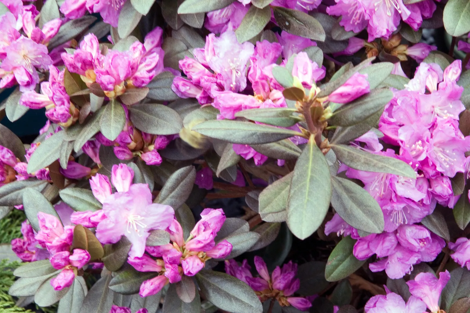 Pjm Rhododendron (Rhododendron 'Pjm') — the PJM Rhododendron thrives in USDA Hardiness Zones 4 through 8; it typically reaches a height and spread of 3 to 6
