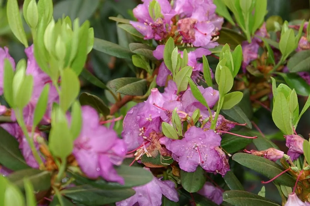 Pjm Rhododendron (Rhododendron 'Pjm') — it typically reaches a height and spread of 3 to 6 feet