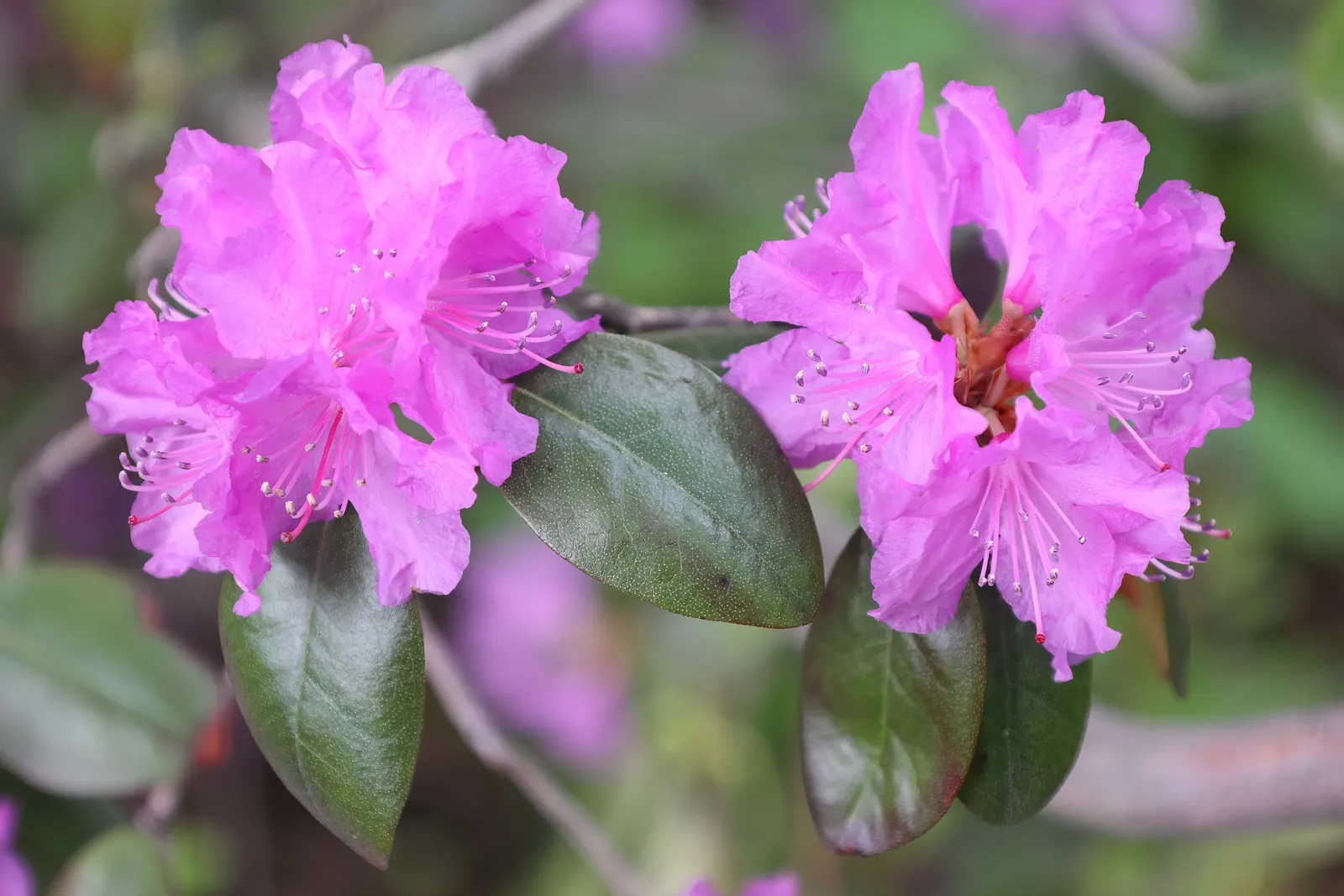 Pjm Rhododendron (Rhododendron 'Pjm') — Spring brings vibrant lavender-pink blooms that contrast beautifully with the dark green foliage