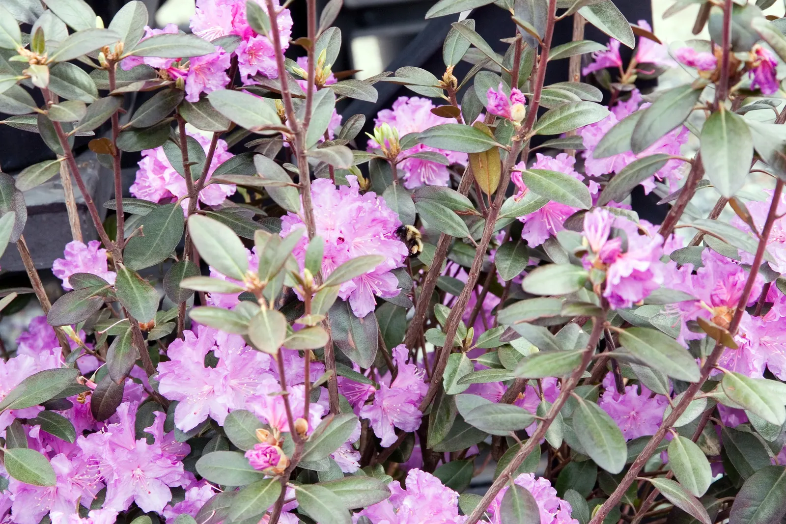 Pjm Rhododendron (Rhododendron 'Pjm') — broadleaf evergreen / shrub for full or half or shade; regular mulching helps conserve moisture and regulate soil