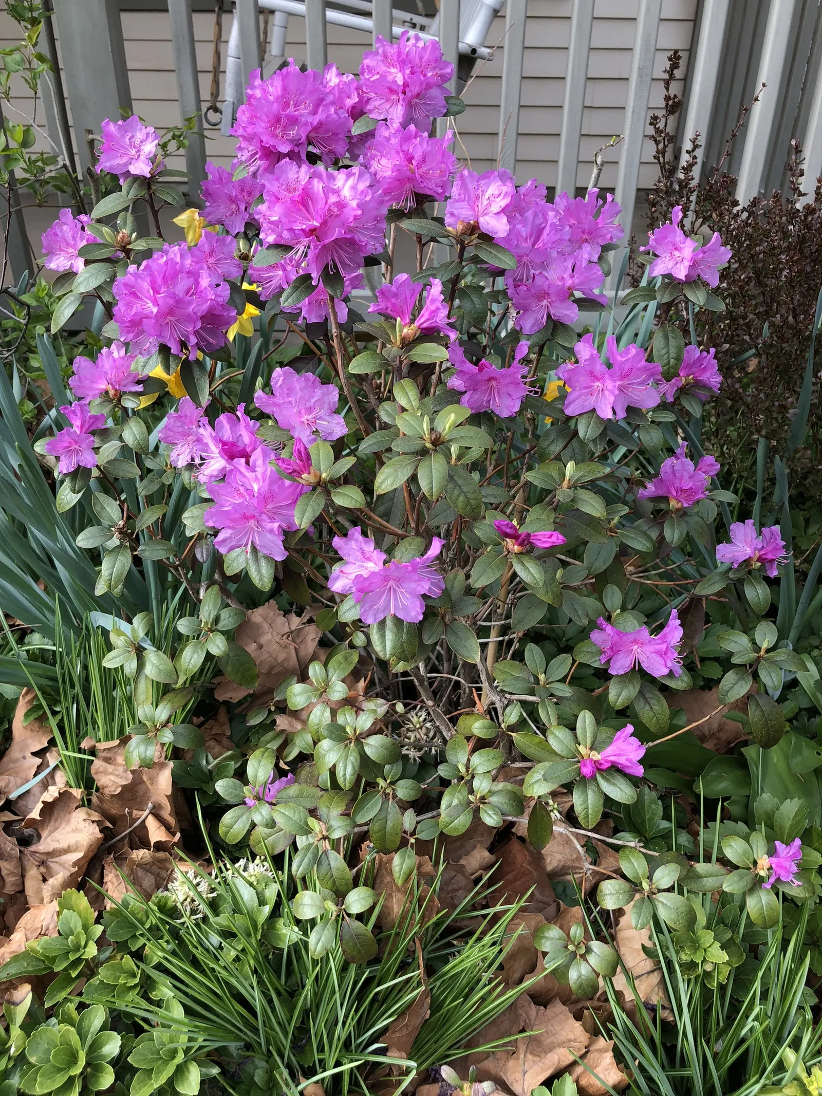 Pjm Rhododendron (Rhododendron 'Pjm') — Its small, leathery leaves take on a purple hue in winter