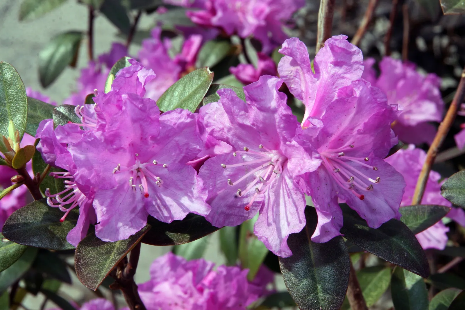 Pjm Rhododendron (Rhododendron 'Pjm') — it is crucial to maintain moist; also known scientifically as Rhododendron 'PJM'