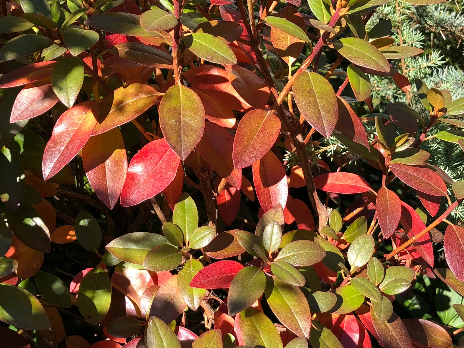 Pjm Rhododendron (Rhododendron 'Pjm') — withstanding minimum temperatures of -20 to -30&deg;F