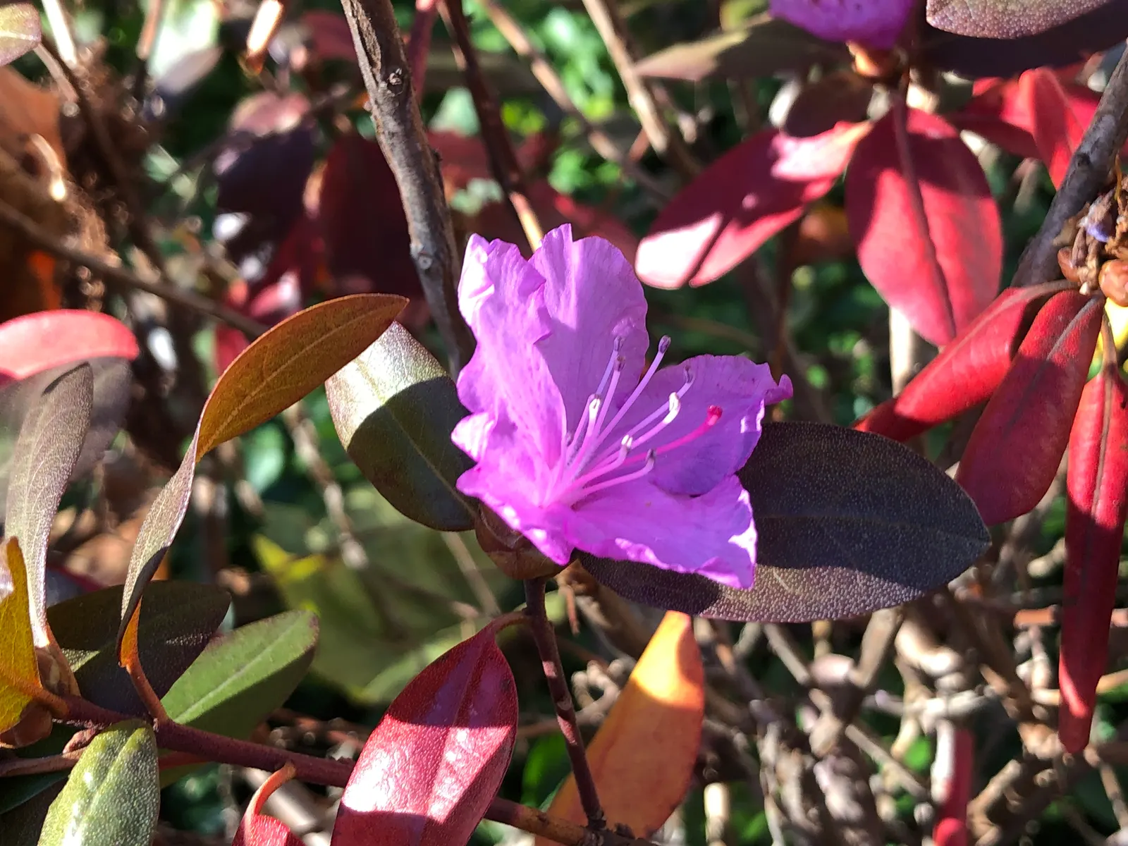 Pjm Rhododendron (Rhododendron 'Pjm') — Ideal for small gardens, this cold-hardy variety thrives in zones 4-8 and prefers well-drained, acidic soil