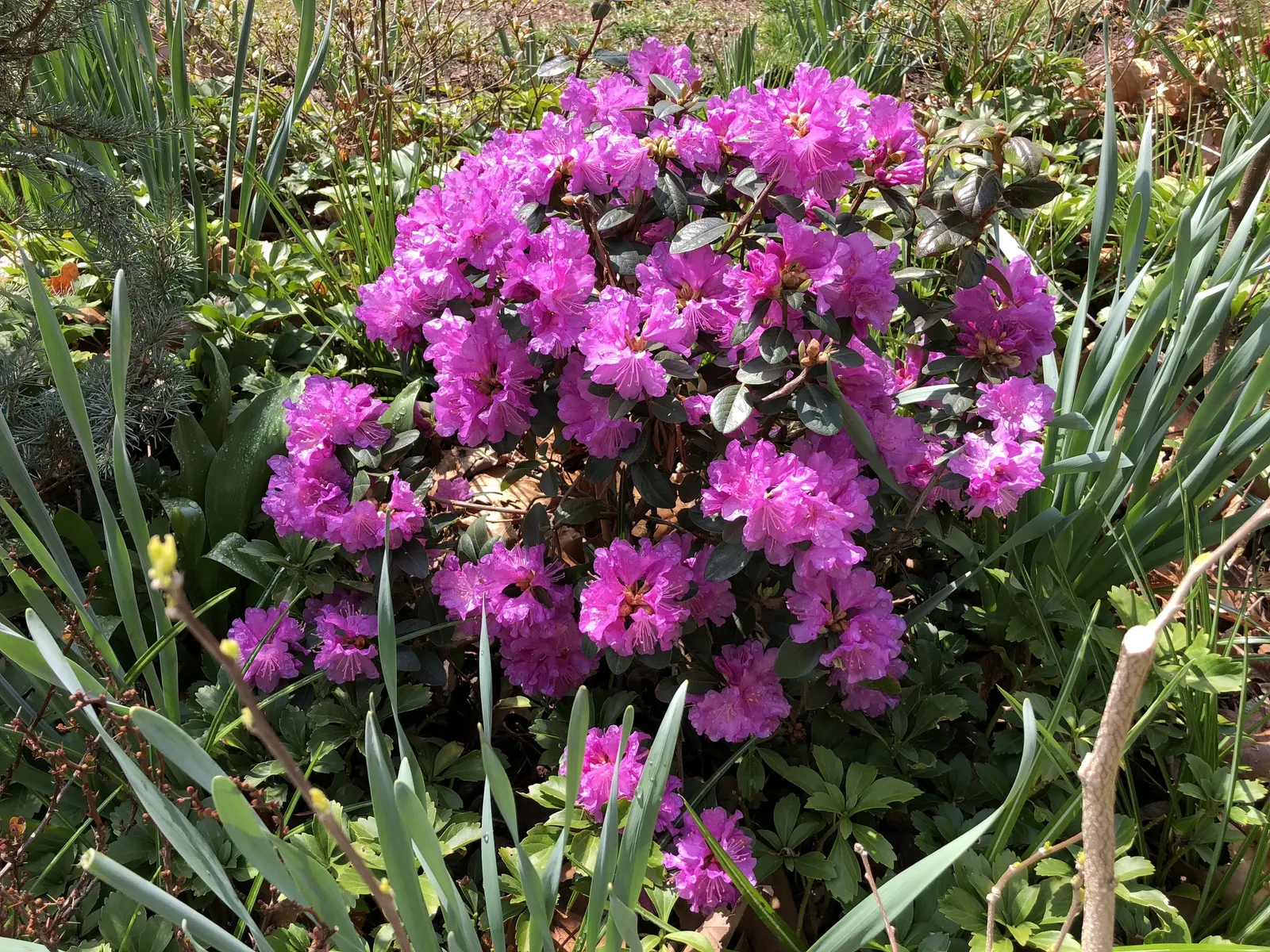 Pjm Rhododendron (Rhododendron 'Pjm') — broadleaf evergreen / shrub for full or half or shade