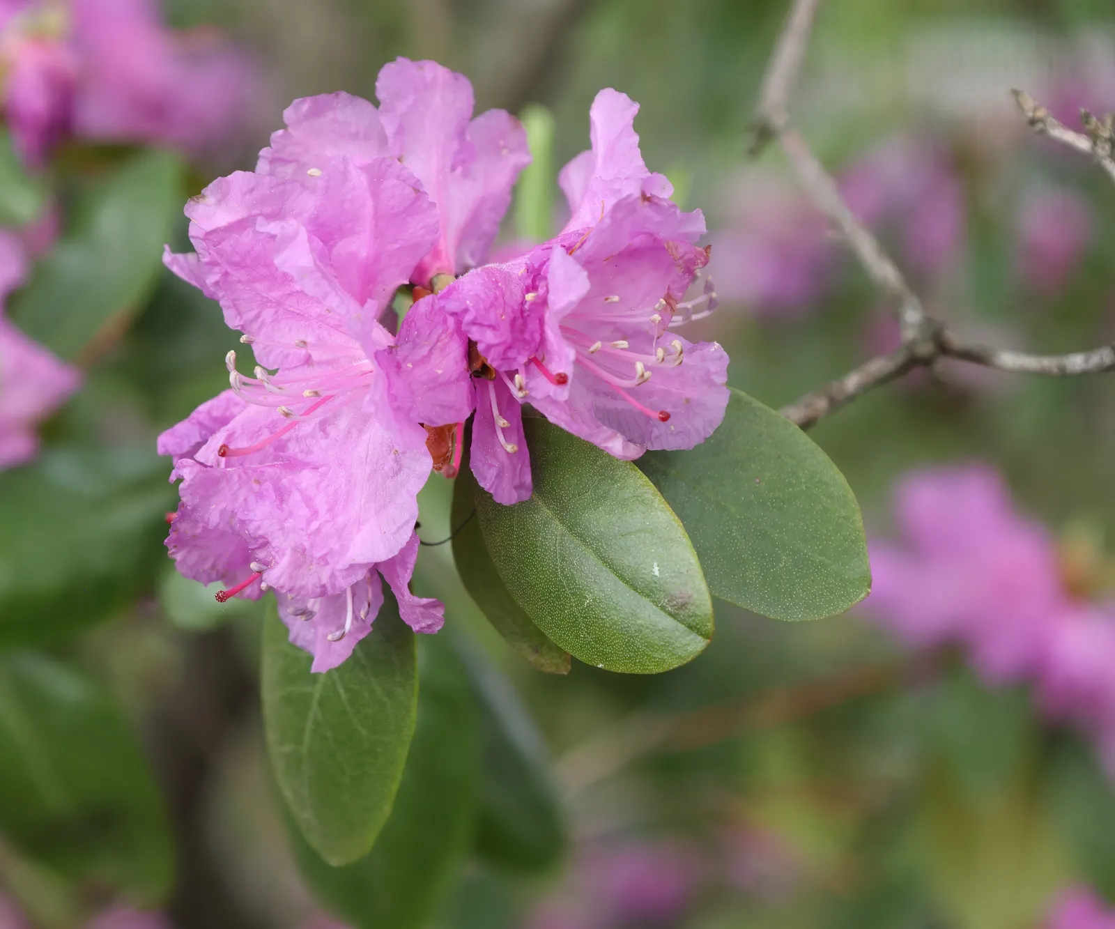 Pjm Rhododendron (Rhododendron 'Pjm') — it typically reaches a height and spread of 3 to 6 feet; making it an excellent choice for foundations