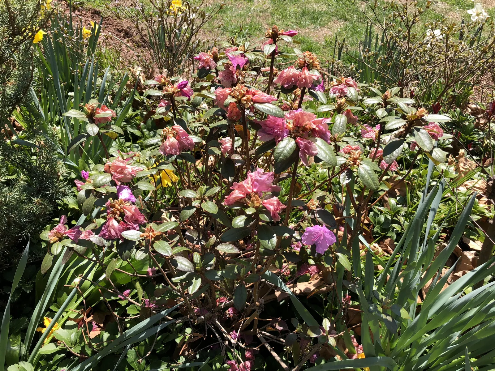 Pjm Rhododendron (Rhododendron 'Pjm') — Ideal for small gardens, this cold-hardy variety thrives in zones 4-8 and prefers well-drained, acidic, image 48