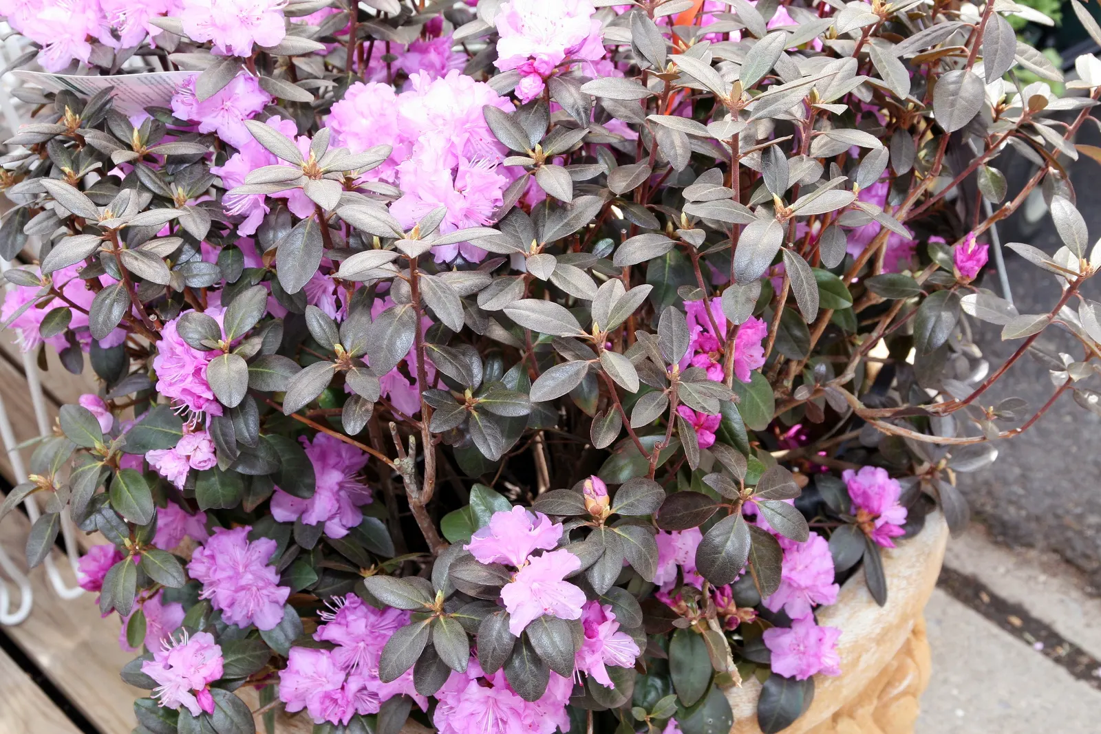 Pjm Rhododendron (Rhododendron 'Pjm') — also known scientifically as Rhododendron 'PJM'