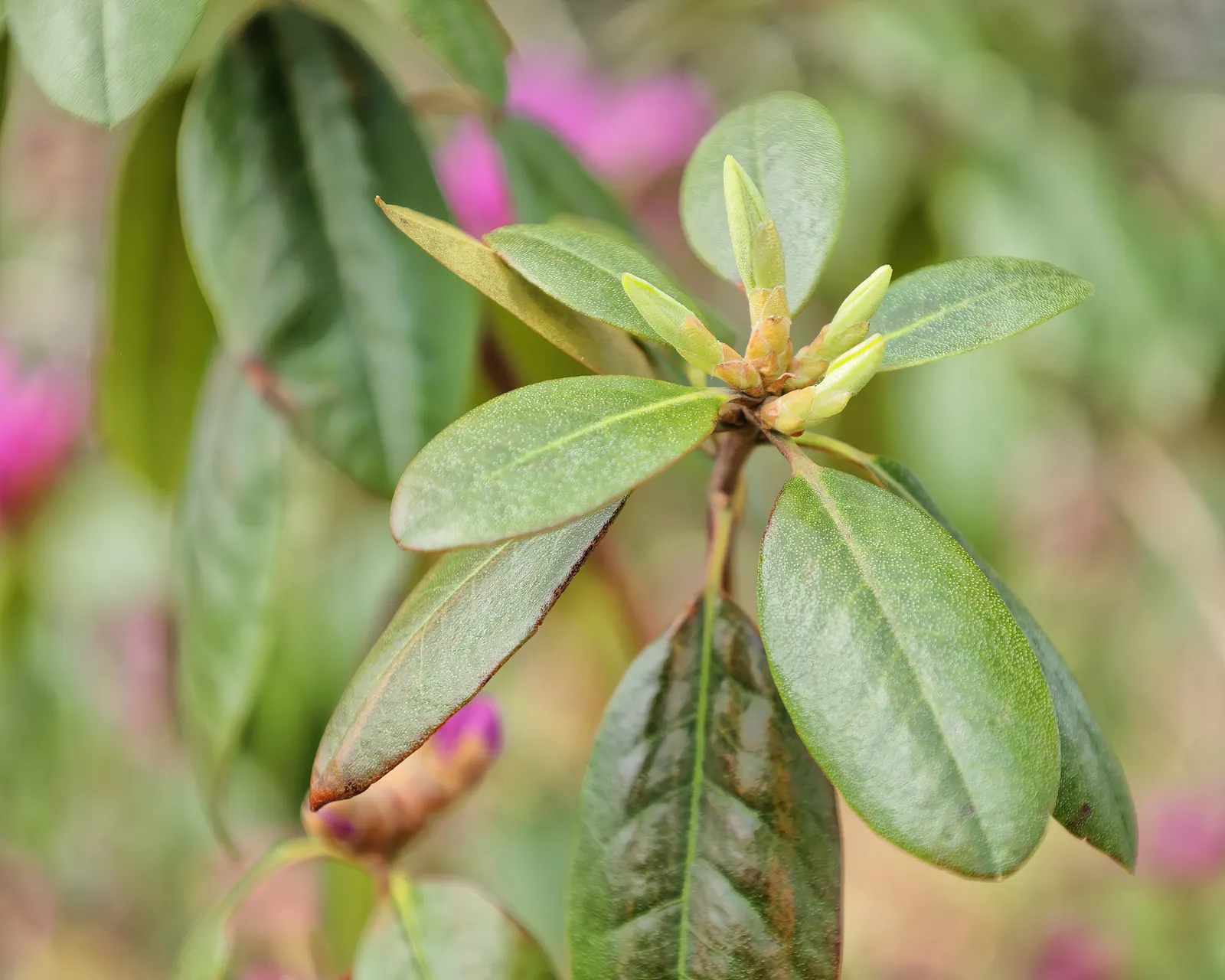 Pjm Rhododendron (Rhododendron 'Pjm') — it is crucial to maintain moist