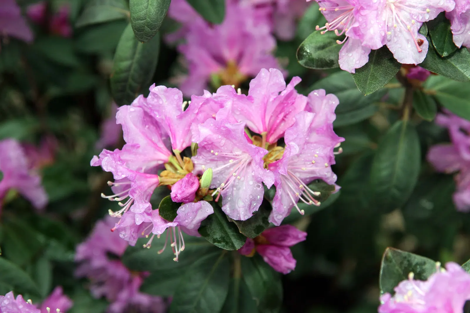Pjm Rhododendron (Rhododendron 'Pjm') — also known scientifically as Rhododendron 'PJM'; it is crucial to maintain moist, image 50