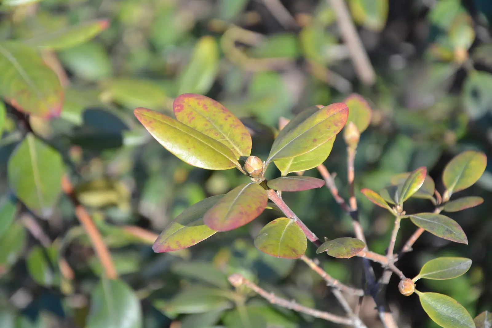 Pjm Rhododendron (Rhododendron 'Pjm') — avoiding overly wet or dry extremes