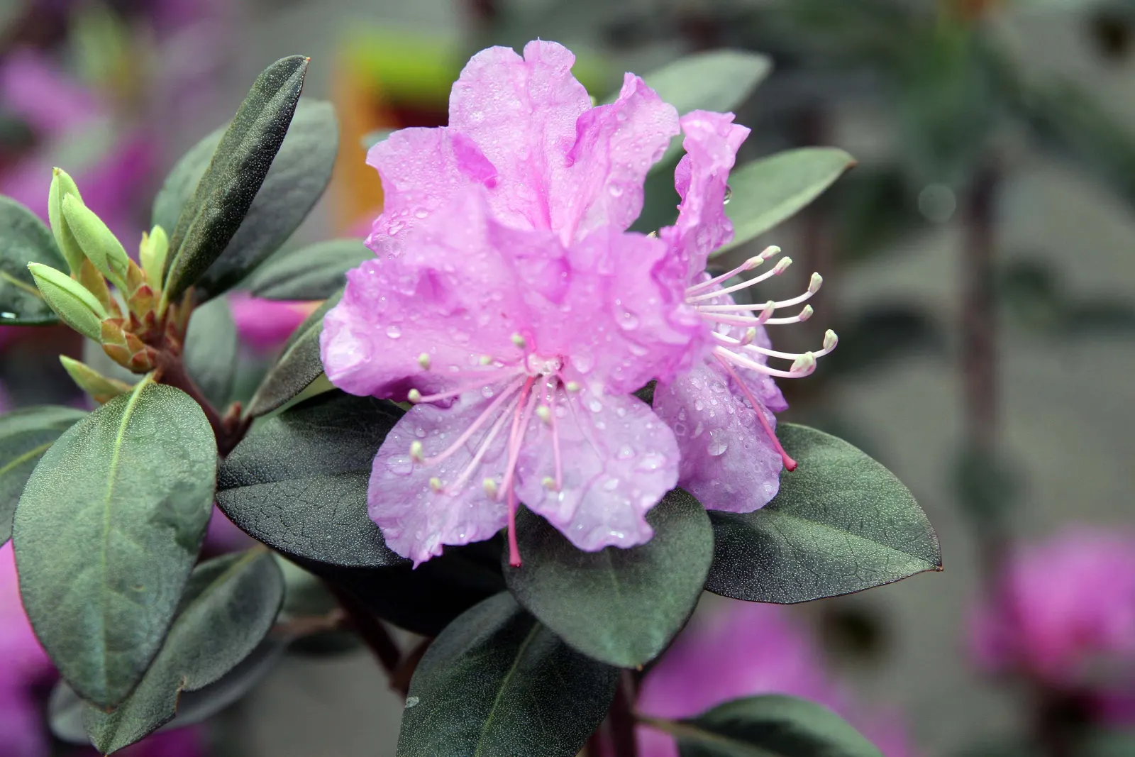 Pjm Rhododendron (Rhododendron 'Pjm') — Each blossom group measures approximately 1.5 to 2 inches across