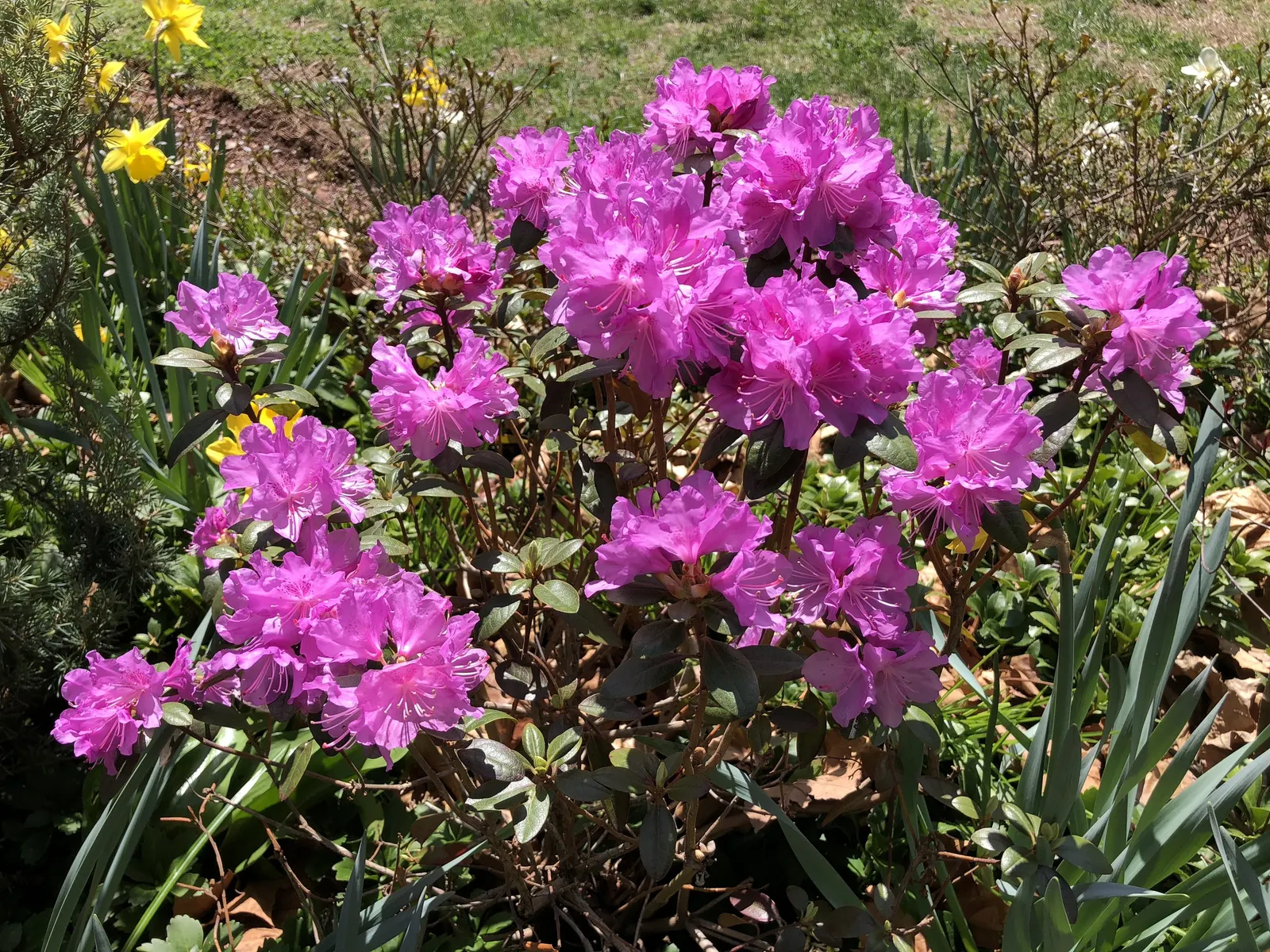 Pjm Rhododendron (Rhododendron 'Pjm') — broadleaf evergreen / shrub with pink blooms; withstanding minimum temperatures of -20 to -30&deg;F
