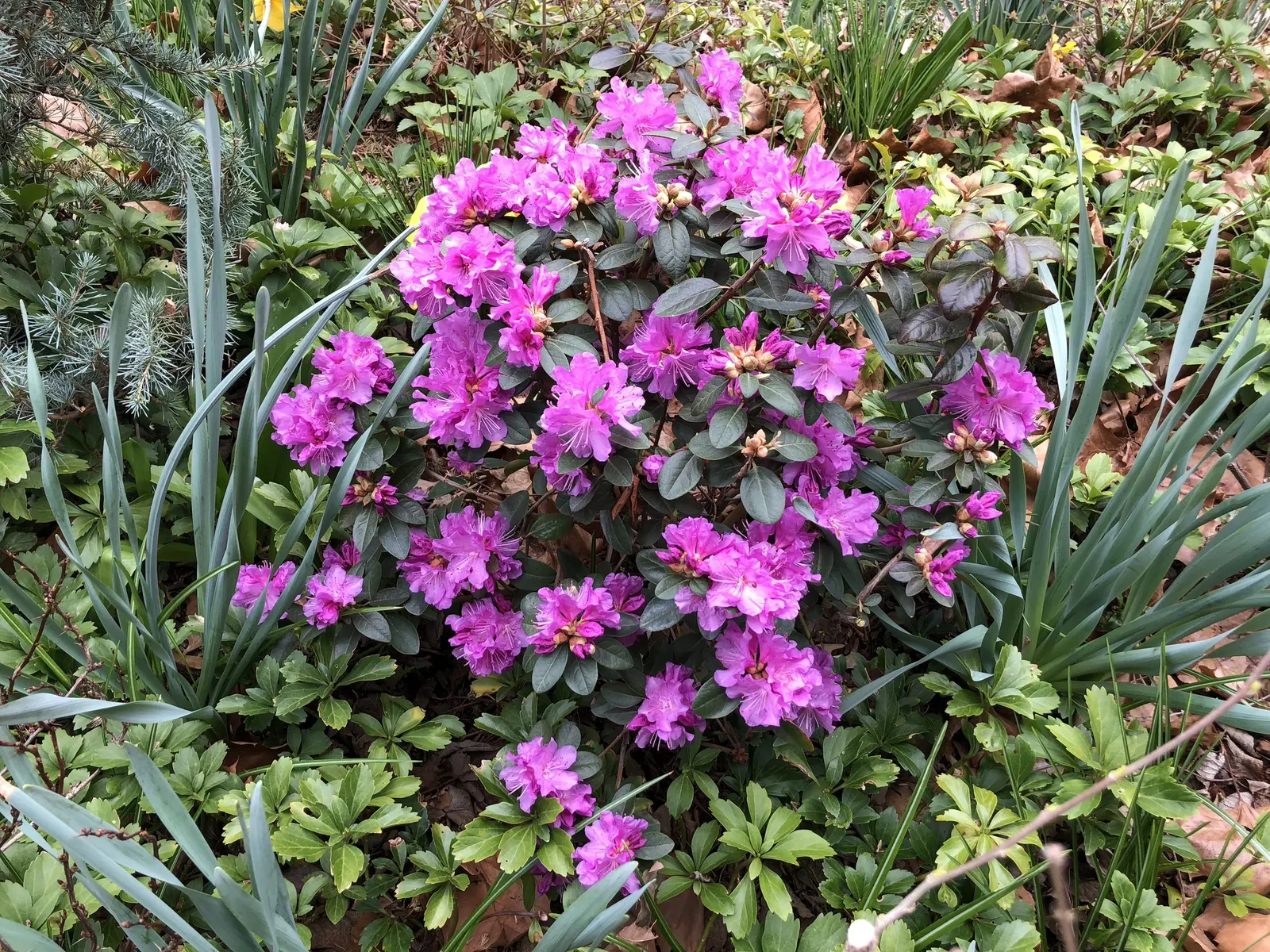 Pjm Rhododendron (Rhododendron 'Pjm') — which gets bronze tones during the winter months; featuring a compact and rounded growth habit