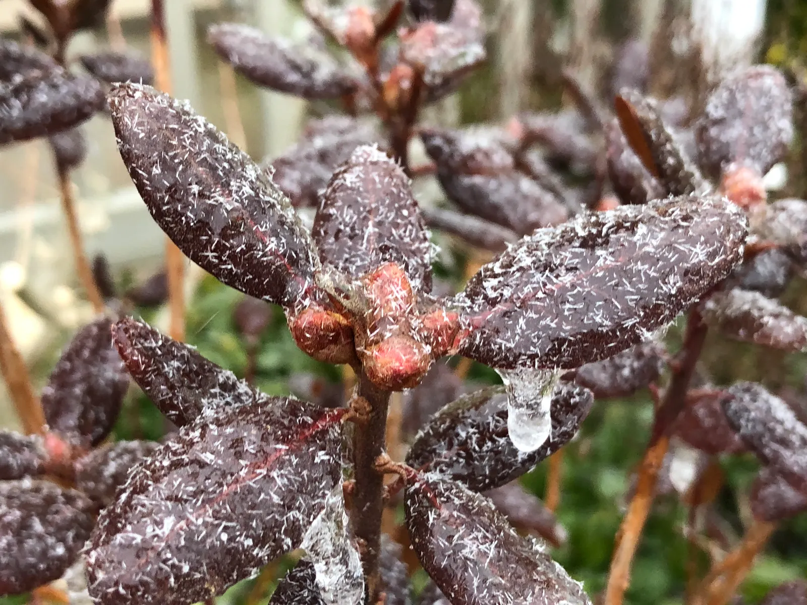 Pjm Rhododendron (Rhododendron 'Pjm') — broadleaf evergreen / shrub with pink blooms