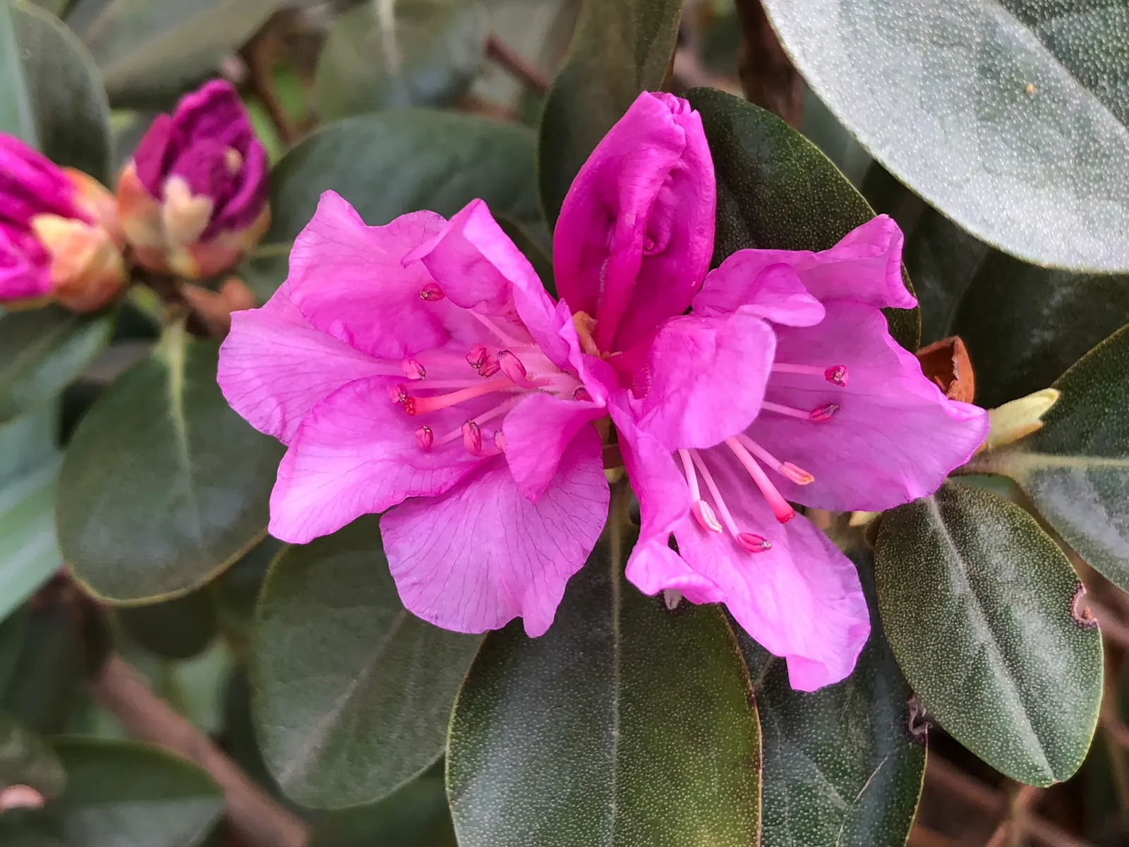 Pjm Rhododendron (Rhododendron 'Pjm') — It grows best in well-drained, acidic soils, preferring partial shade to filtered sun; broadleaf evergreen / shrub for