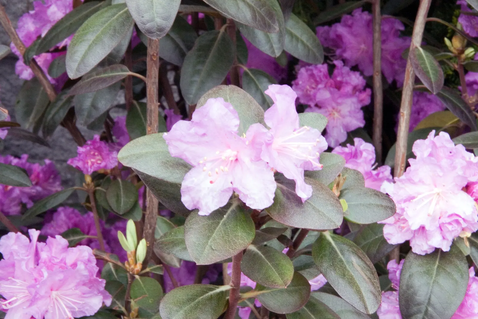 Pjm Rhododendron (Rhododendron 'Pjm') — Each blossom group measures approximately 1.5 to 2 inches across; which gets bronze tones during the winter months