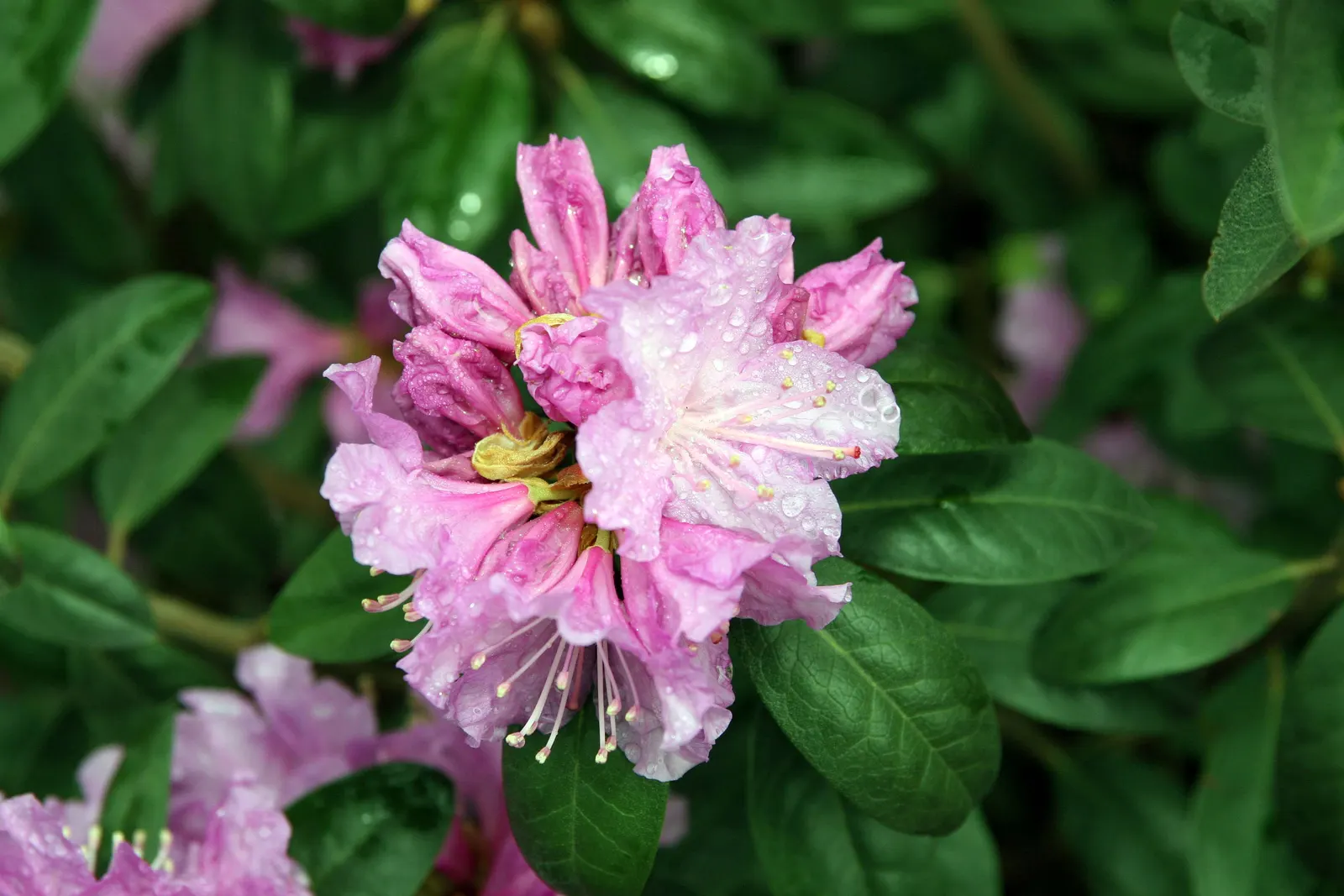 Pjm Rhododendron (Rhododendron 'Pjm') — Featuring a compact and rounded growth habit; its small, leathery leaves take on a purple hue in winter