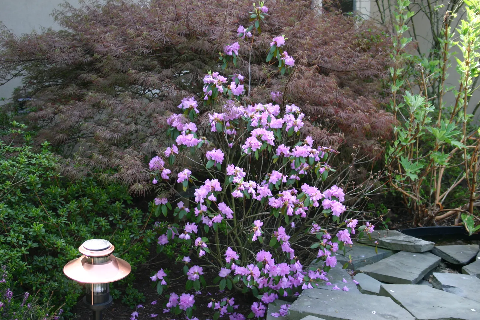 Pjm Rhododendron (Rhododendron 'Pjm') — contributing a striking burst of color to the early season garden.<br><br>For optimal performance; broadleaf evergreen