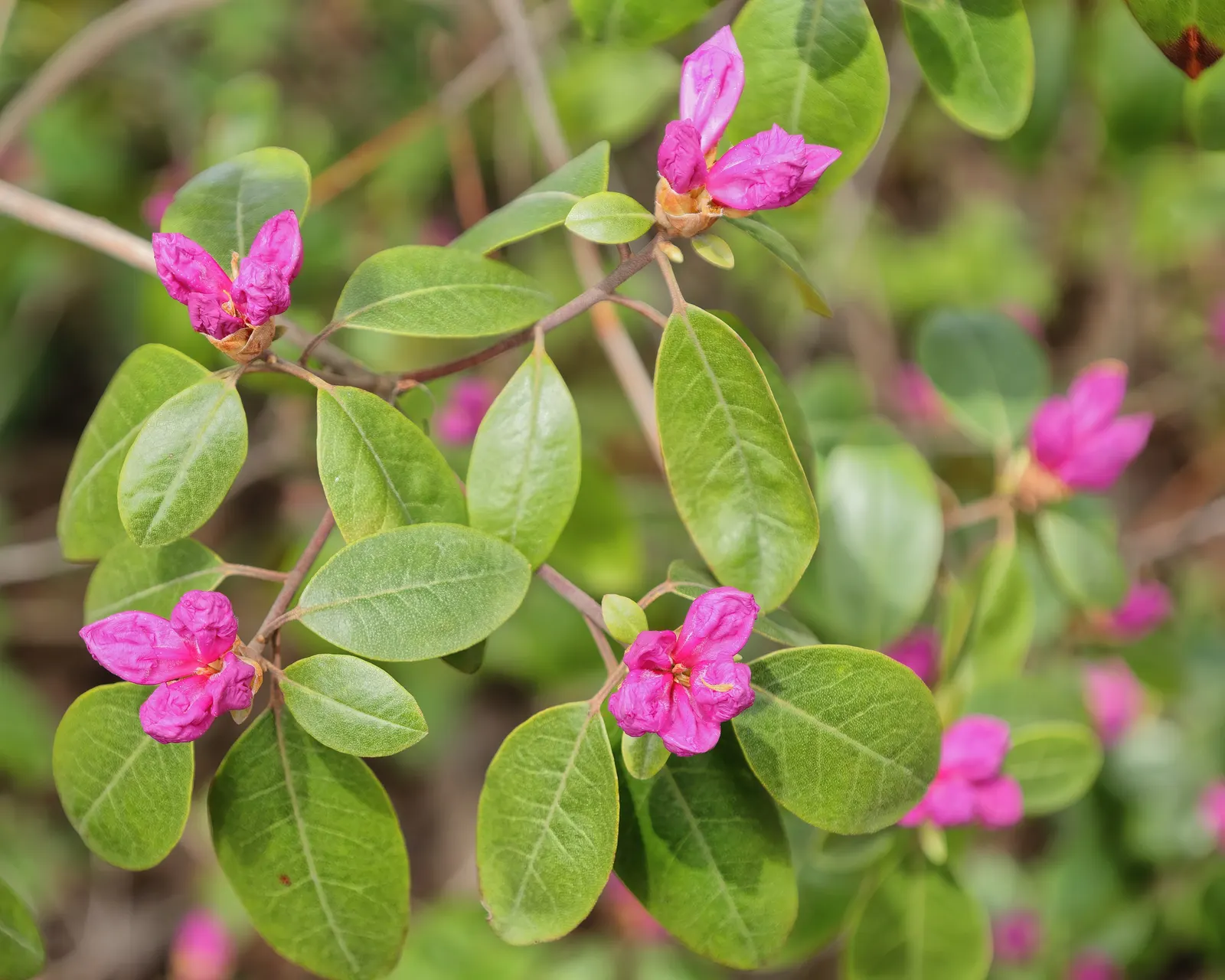 Pjm Rhododendron (Rhododendron 'Pjm') — making it an excellent choice for foundations