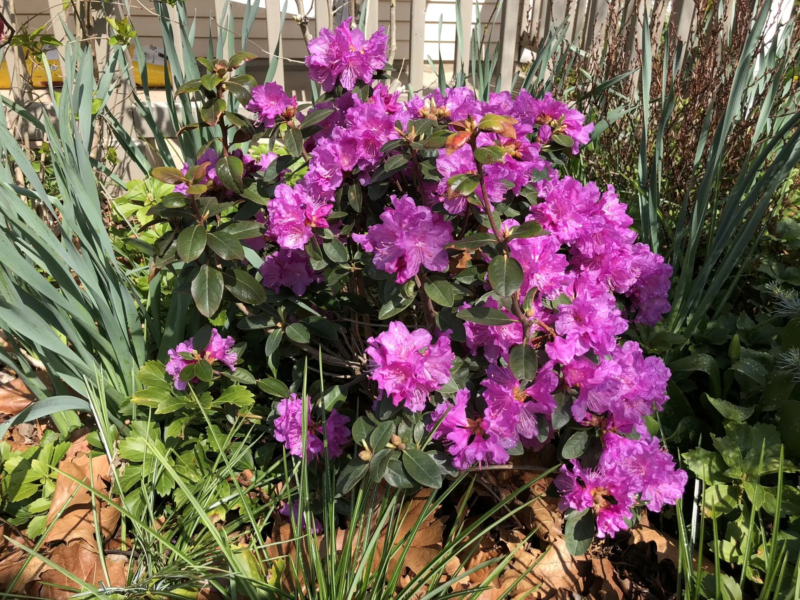 Pjm Rhododendron (Rhododendron 'Pjm') — or as a standout specimen plant.<br><br>Appreciated for its adaptability; the PJM Rhododendron is a compact, evergreen