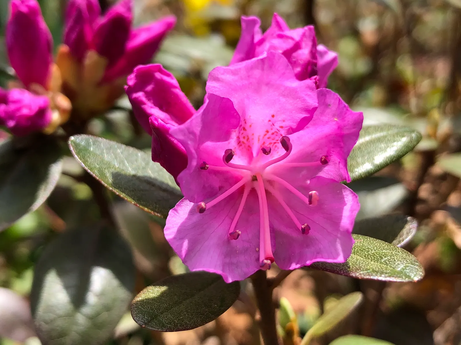 Pjm Rhododendron (Rhododendron 'Pjm') — which gets bronze tones during the winter months
