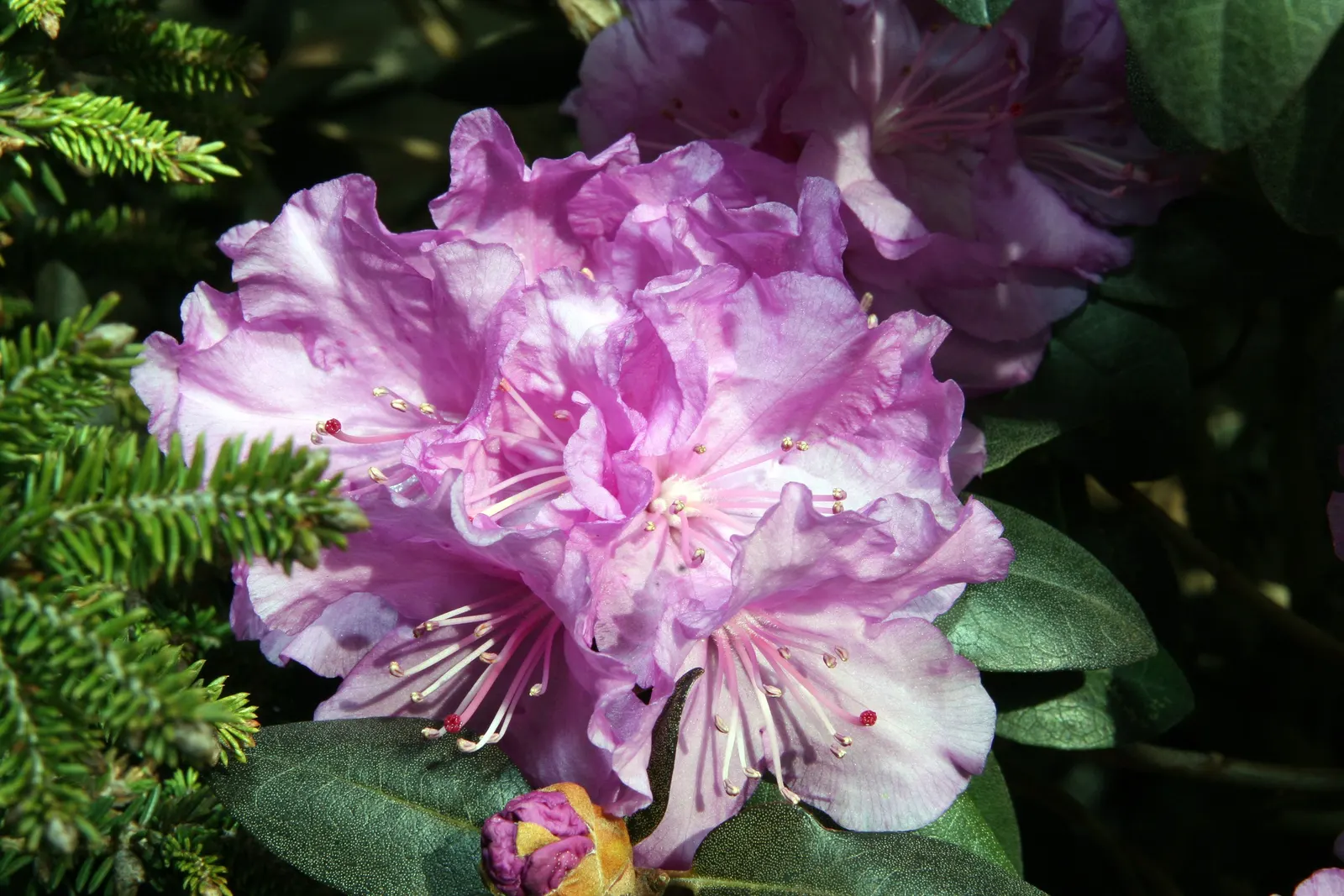 Pjm Rhododendron (Rhododendron 'Pjm') — The PJM Rhododendron is a compact, evergreen shrub, reaching up to 5 feet in height and width