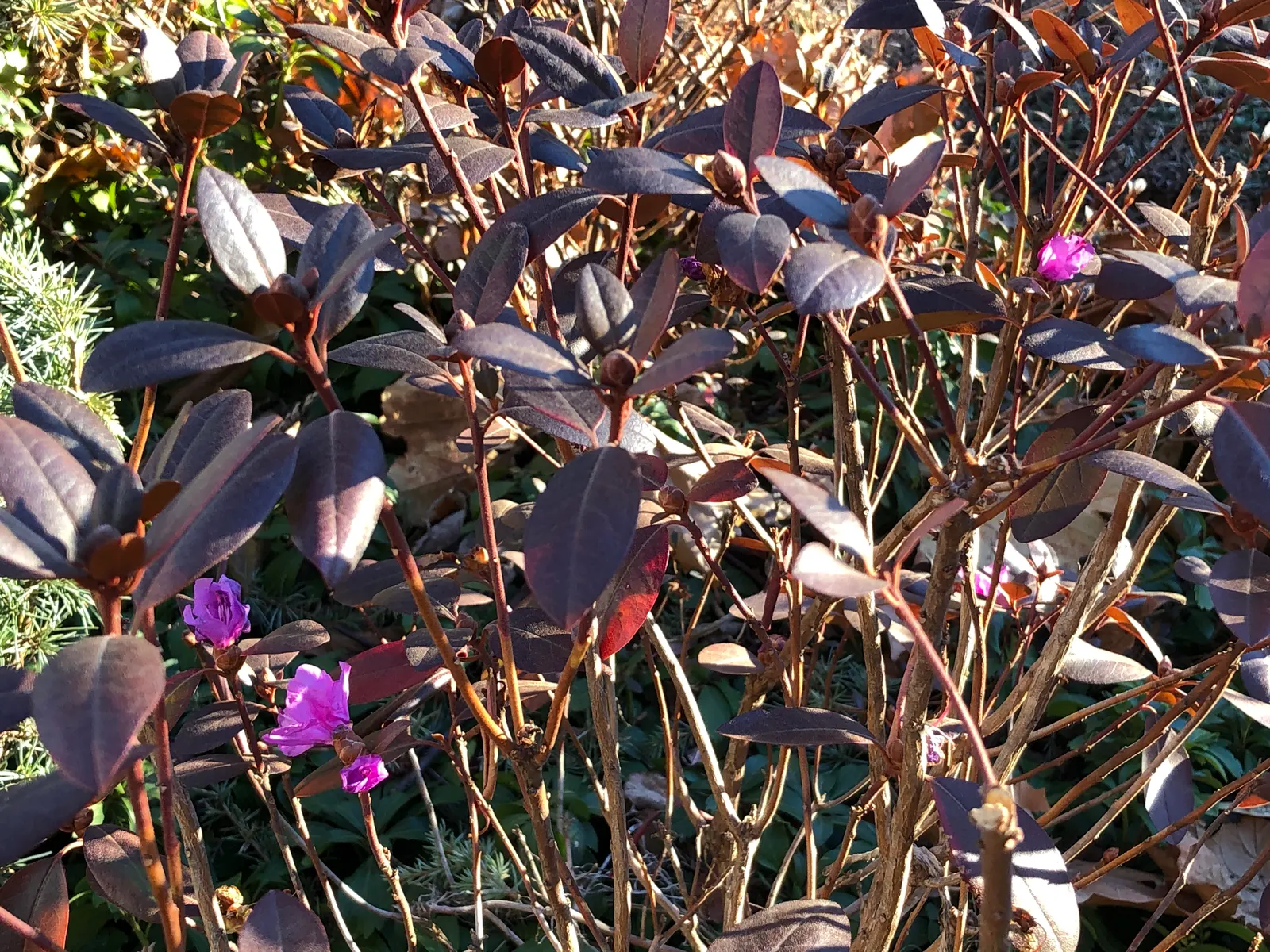 Pjm Rhododendron (Rhododendron 'Pjm') — also known scientifically as Rhododendron 'PJM'; it is crucial to maintain moist
