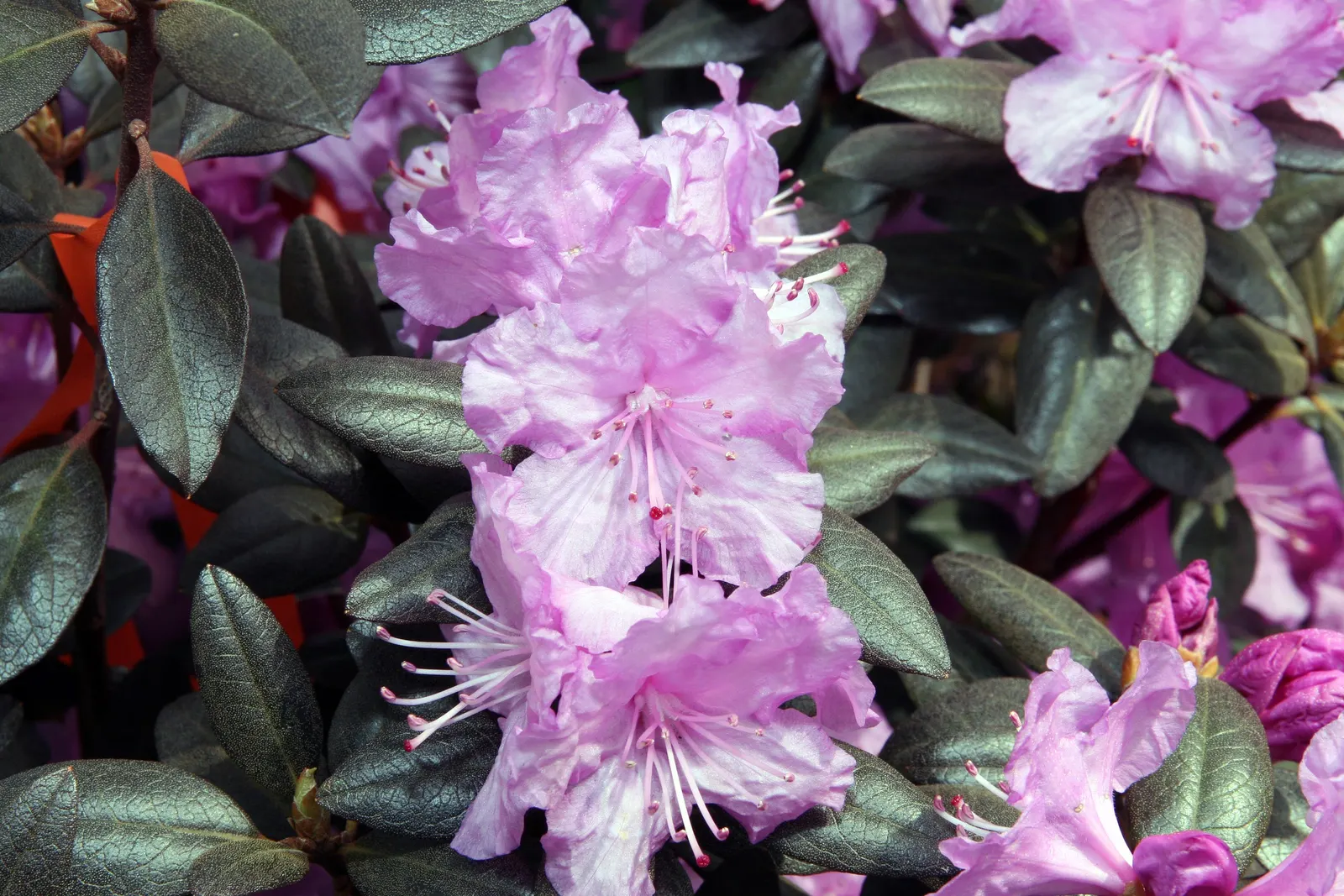 Pjm Rhododendron (Rhododendron 'Pjm') — Exceptionally disease resistant, it's a low-maintenance choice for year-round interest; or as a standout specimen