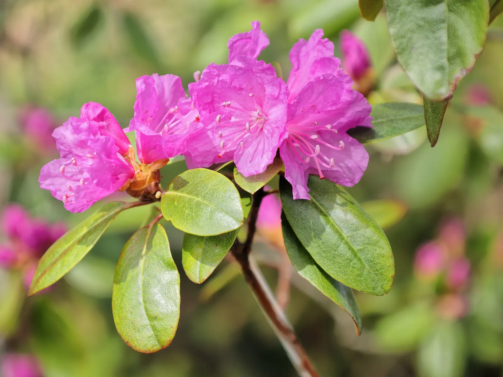 Pjm Rhododendron (Rhododendron 'Pjm') — Exceptionally disease resistant, it's a low-maintenance choice for year-round interest; or as a standout, image 49