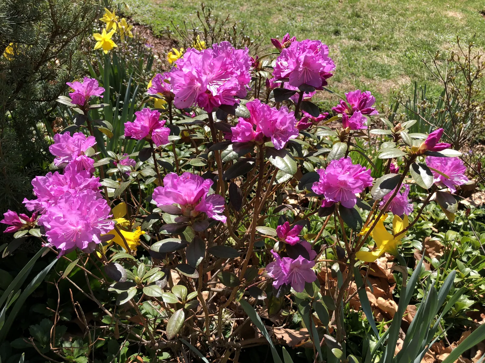 Pjm Rhododendron (Rhododendron 'Pjm') — Its small, leathery leaves take on a purple hue in winter; the PJM Rhododendron thrives in USDA Hardiness, image 46
