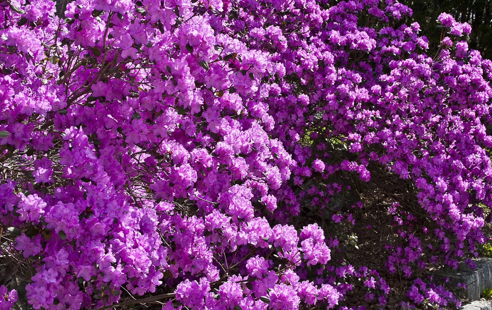 Pjm Rhododendron (Rhododendron 'Pjm') — The PJM Rhododendron is a compact, evergreen shrub, reaching up to 5 feet in height and width; ideal for small gardens