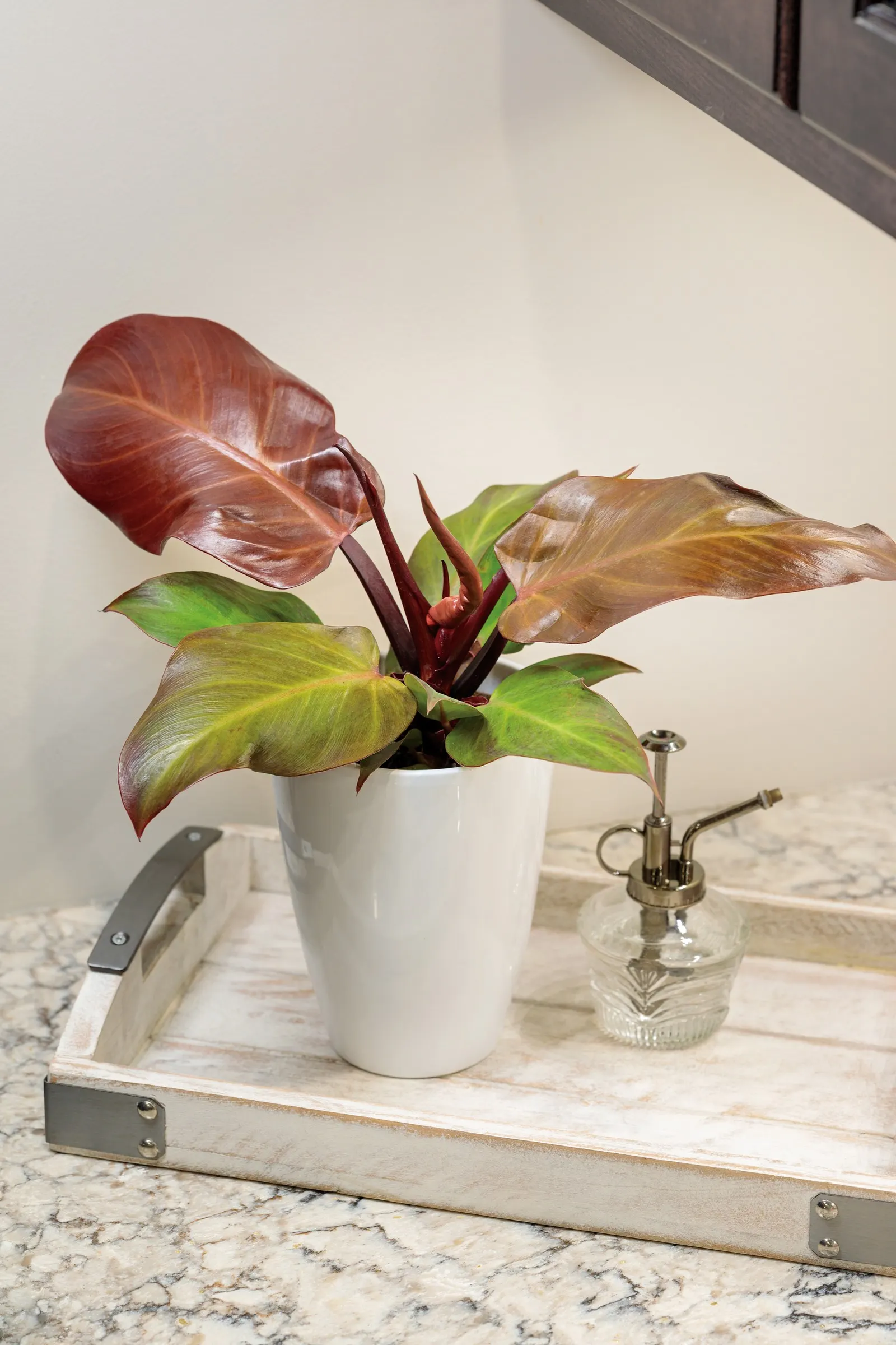 Fall Leaves™ McColley's Finale (Philodendron hybrid) — is an upright tropical houseplant with red stems and spade-shaped leaves that shift from red to amber to