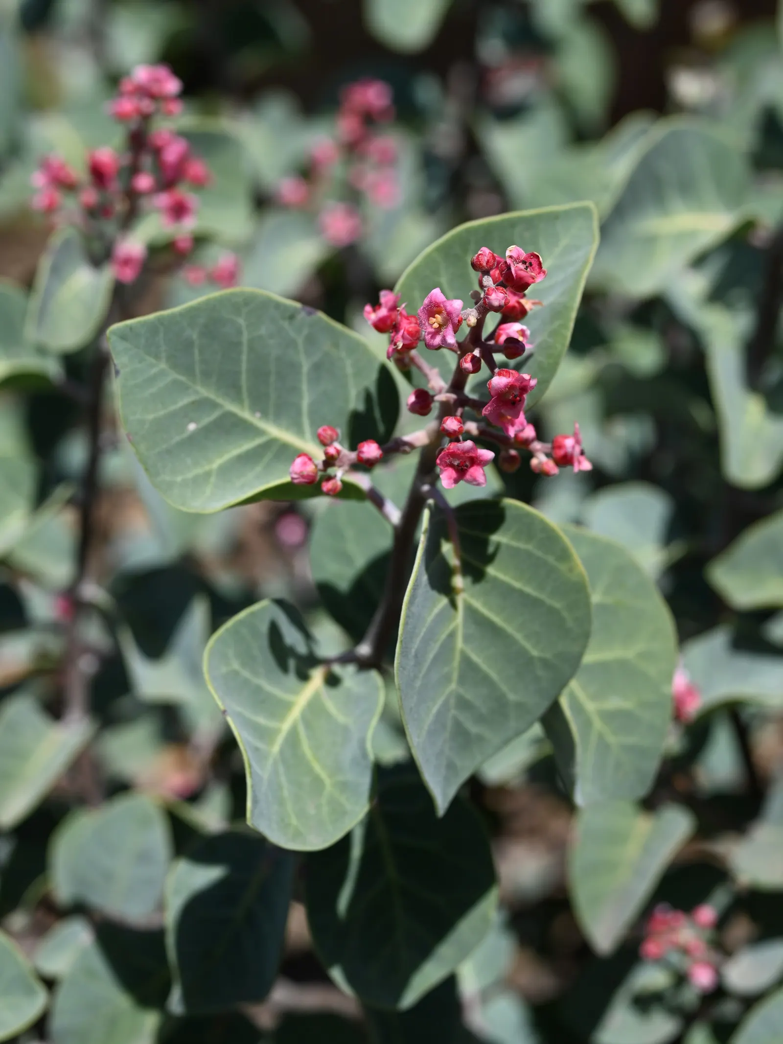 Pink Flowering Sumac (Rhus Lentii) — The Pink Flowering Sumac (Rhus lentii) is a vibrant perennial shrub reaching 5-8 feet in height and spread