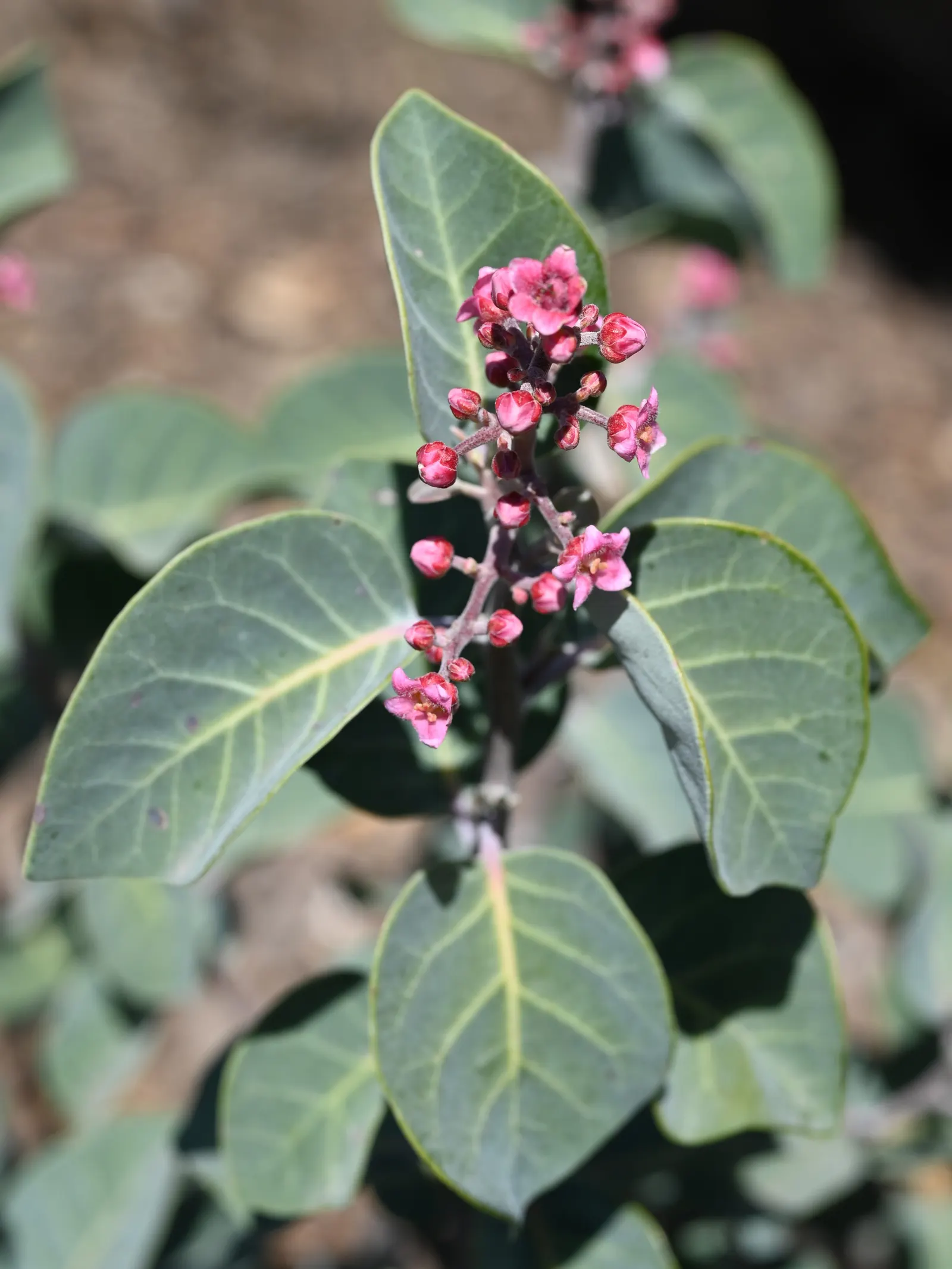 Pink Flowering Sumac (Rhus Lentii) — thriving in USDA zones 9-11