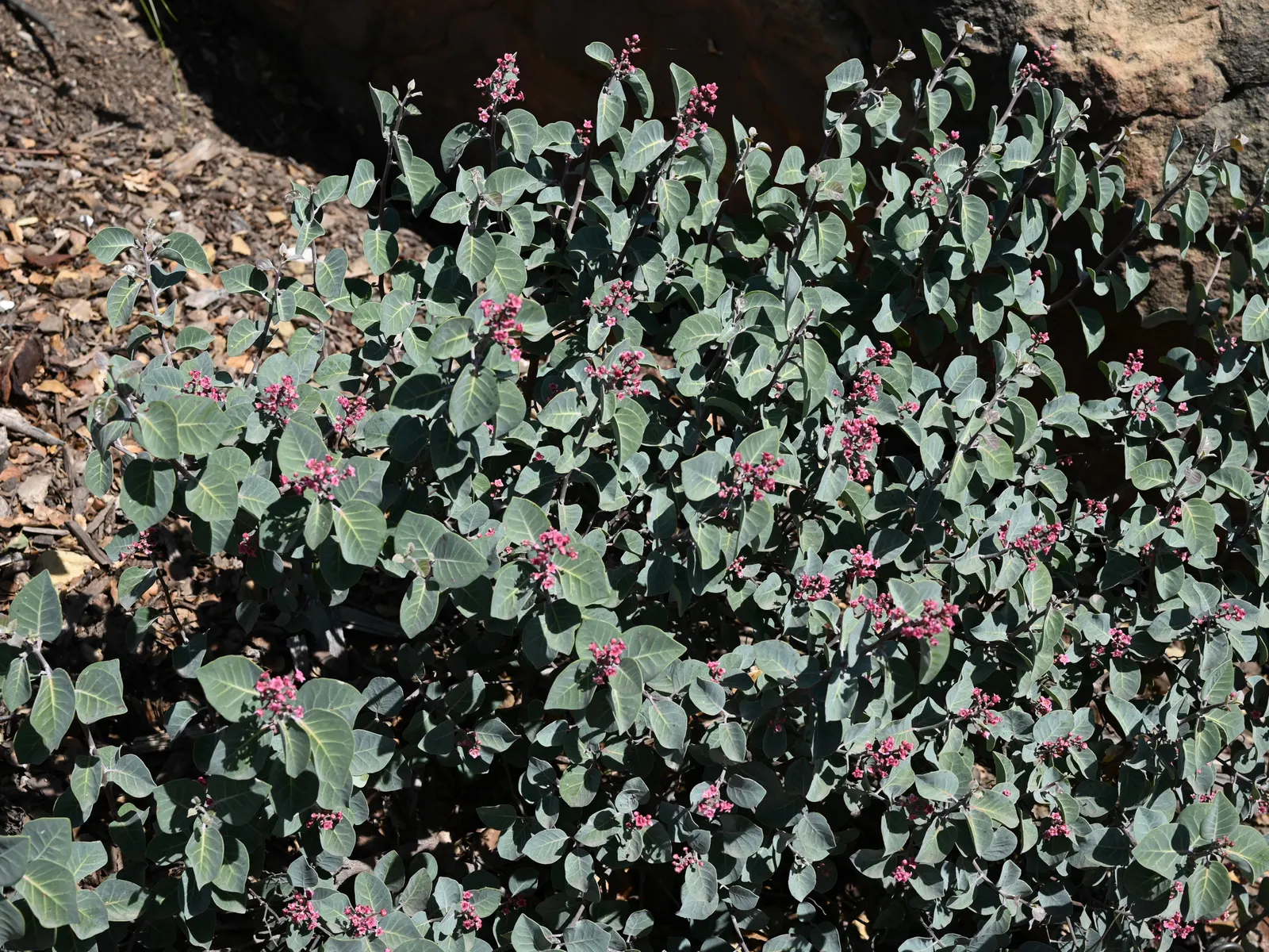 Pink Flowering Sumac (Rhus Lentii) — It exhibits a robust growth habit