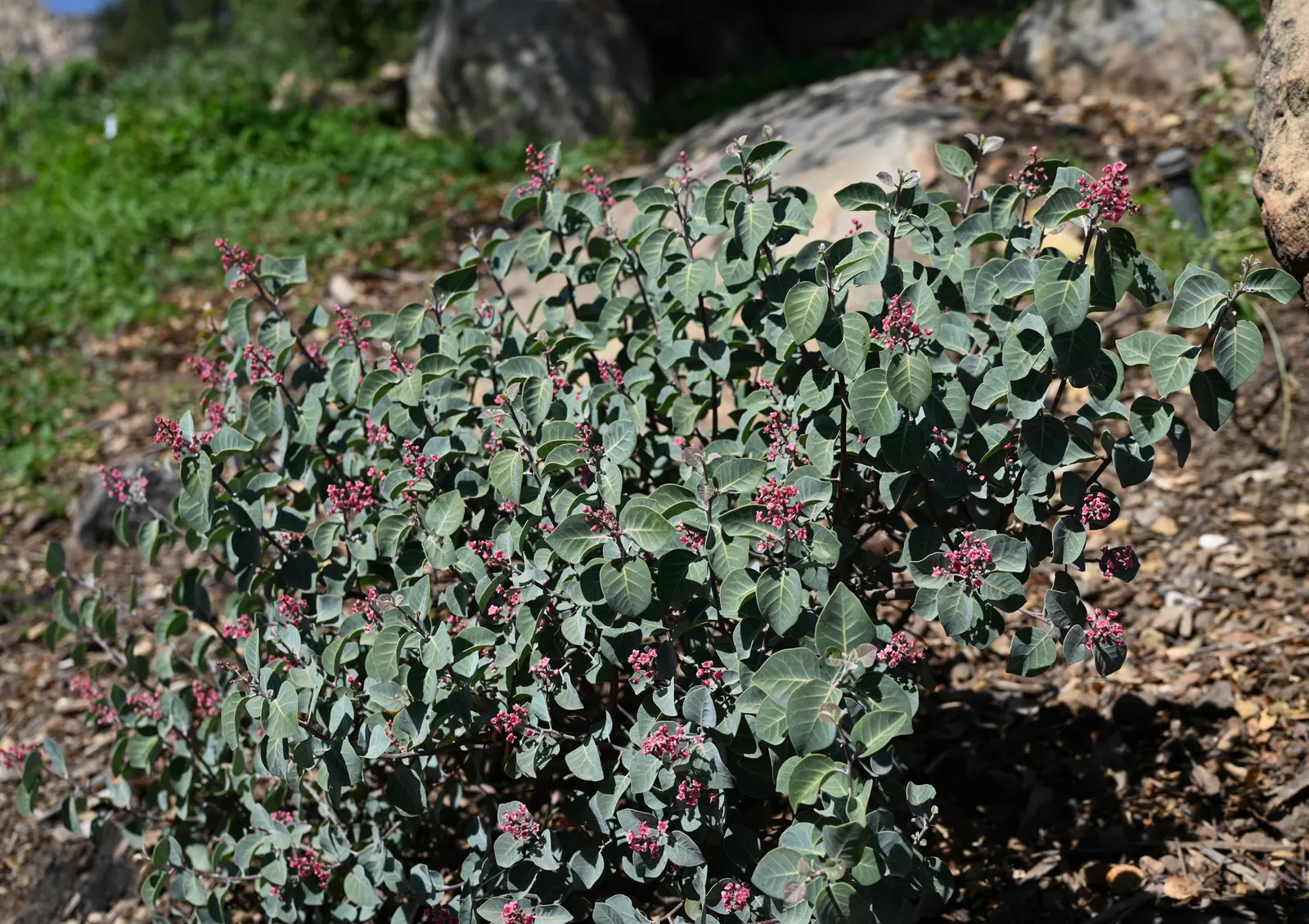 Pink Flowering Sumac (Rhus Lentii) — trumpet-shaped pink flowers