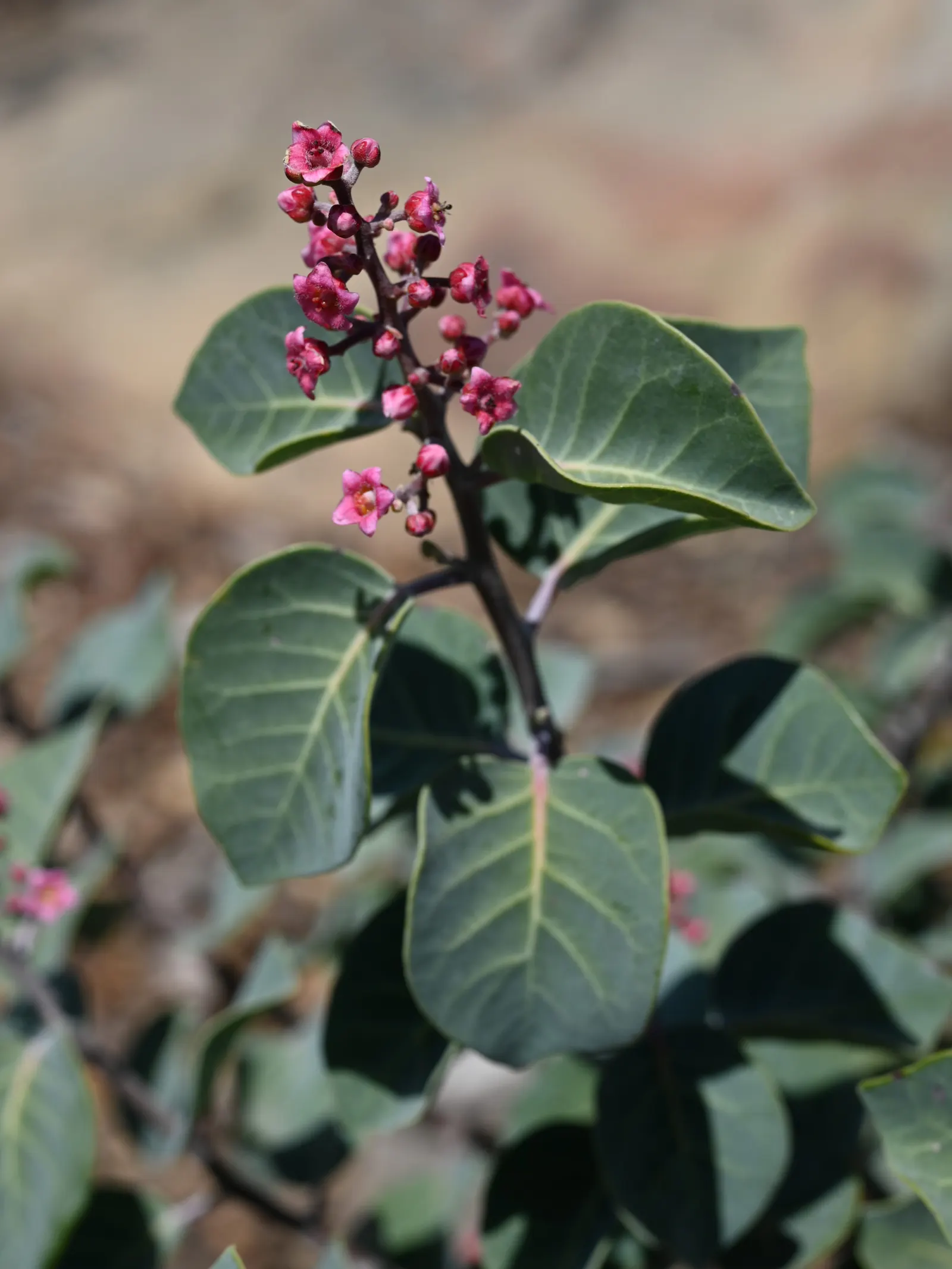 Pink Flowering Sumac (Rhus Lentii) — this sumac species is well adapted to withstand drought