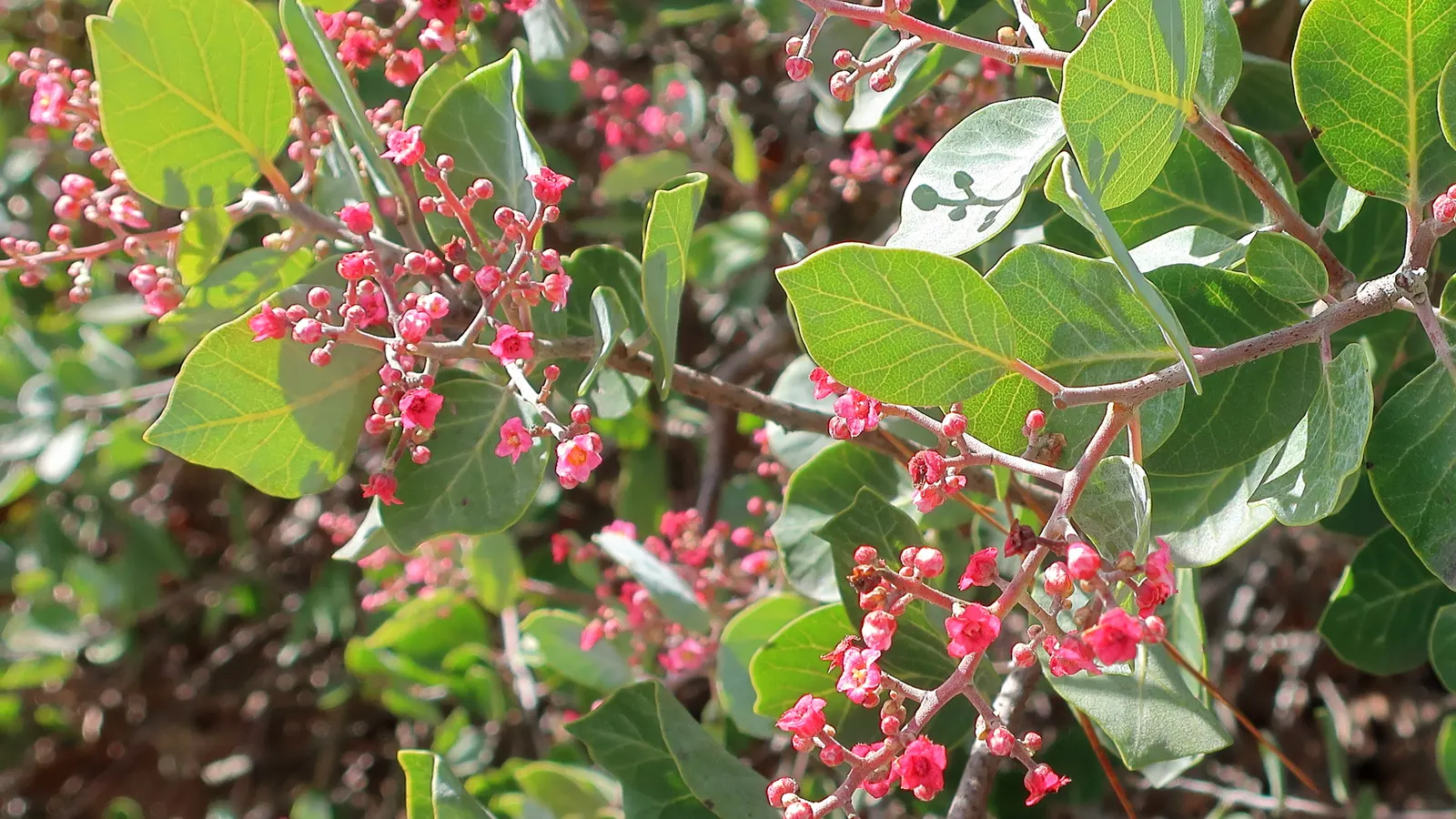 Pink Flowering Sumac (Rhus Lentii) — Admired for its glossy, green foliage and clusters of pink flowers in spring, it attracts pollinators
