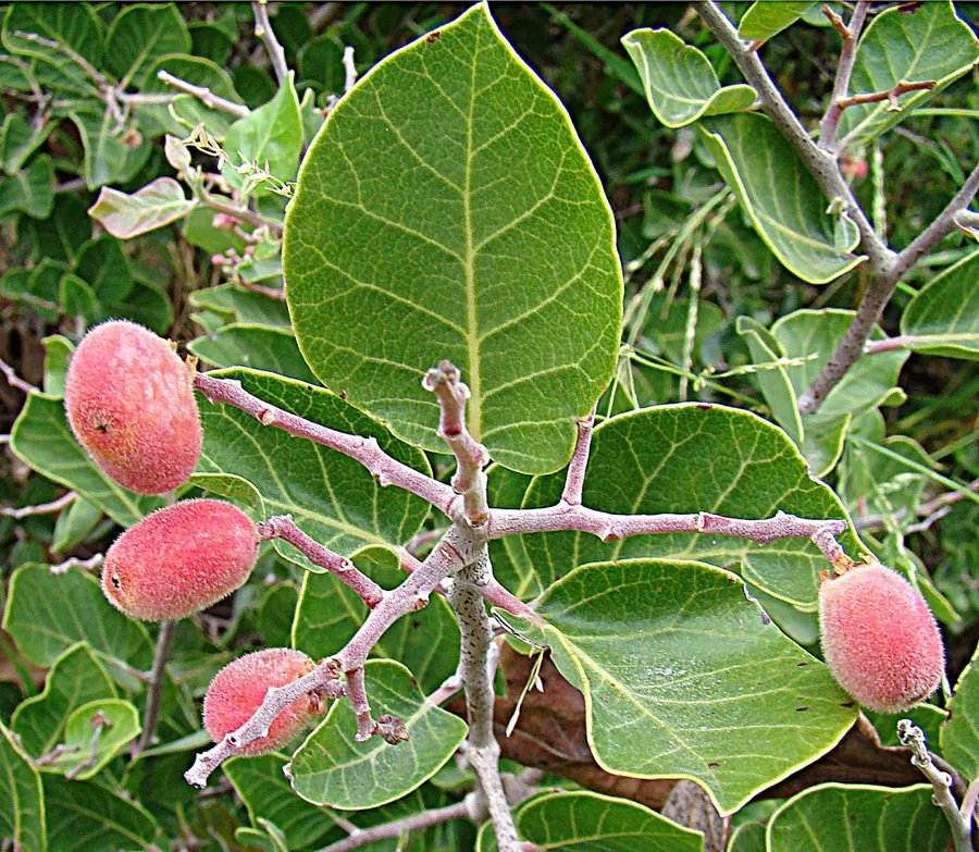 Pink Flowering Sumac (Rhus Lentii) — Originating from the arid regions of Baja California
