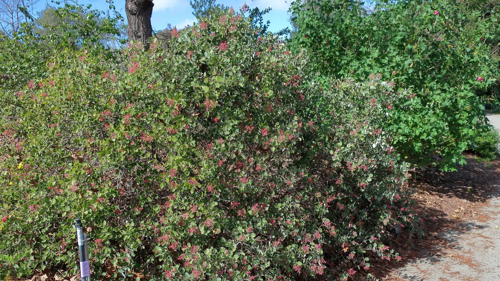Pink Flowering Sumac (Rhus Lentii) — It thrives in full to partial sun, prefers well-draining soil, and once established, is drought-resistant