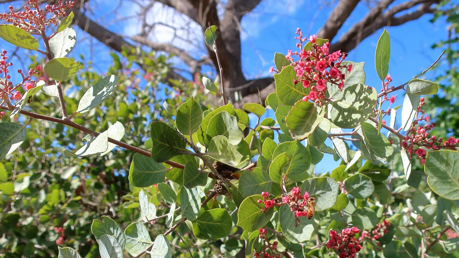 Pink Flowering Sumac (Rhus Lentii) — Ideal for xeriscaping, it adds a splash of color and is hardy in USDA zones 7-10