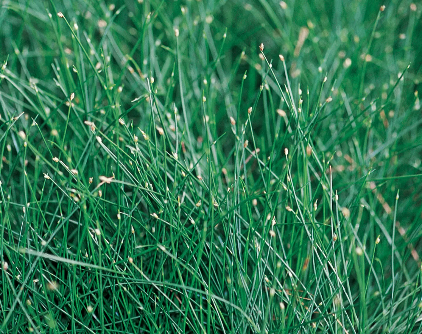 Fiber Optic Grass (Isolepis (Scirpus) cernua) — Where temperatures get colder than 20 degrees F, the isoelepis cernua plant should be treated as, image 134