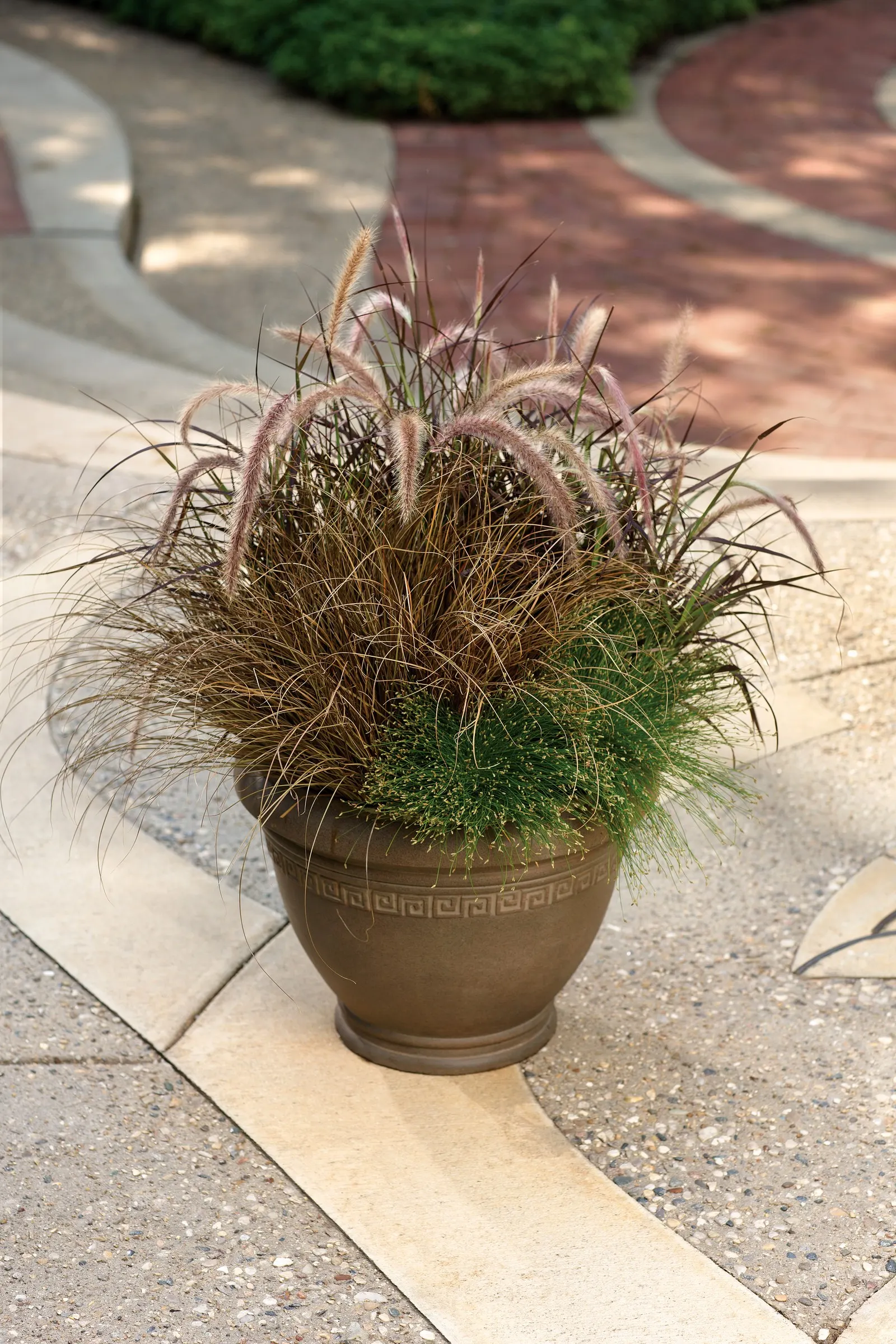 Purple Fountain Grass (Pennisetum setaceum 'Rubrum') — If you like to tidy your garden in fall or if you live in an area where fire can be problematic